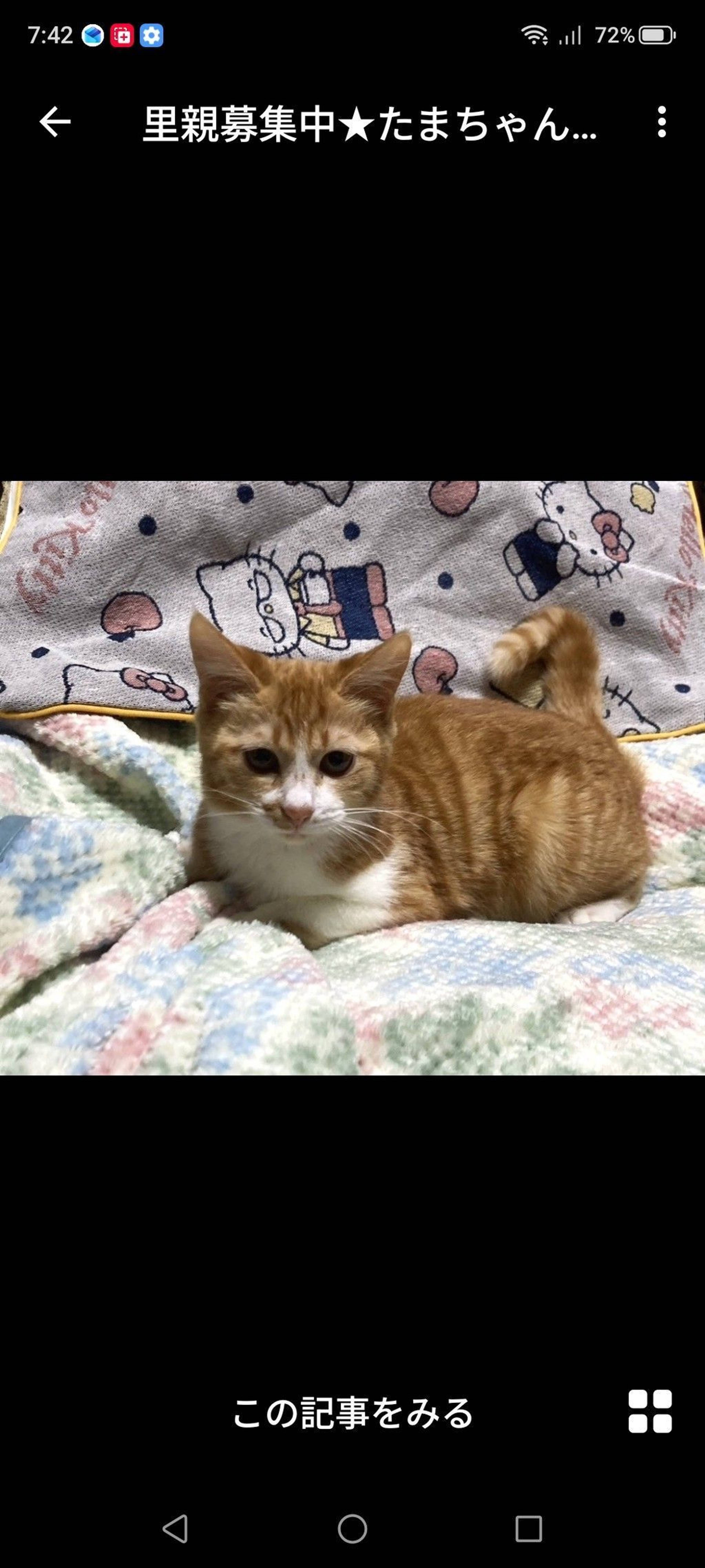 雑種（ミックス猫）・メスの里親募集の写真