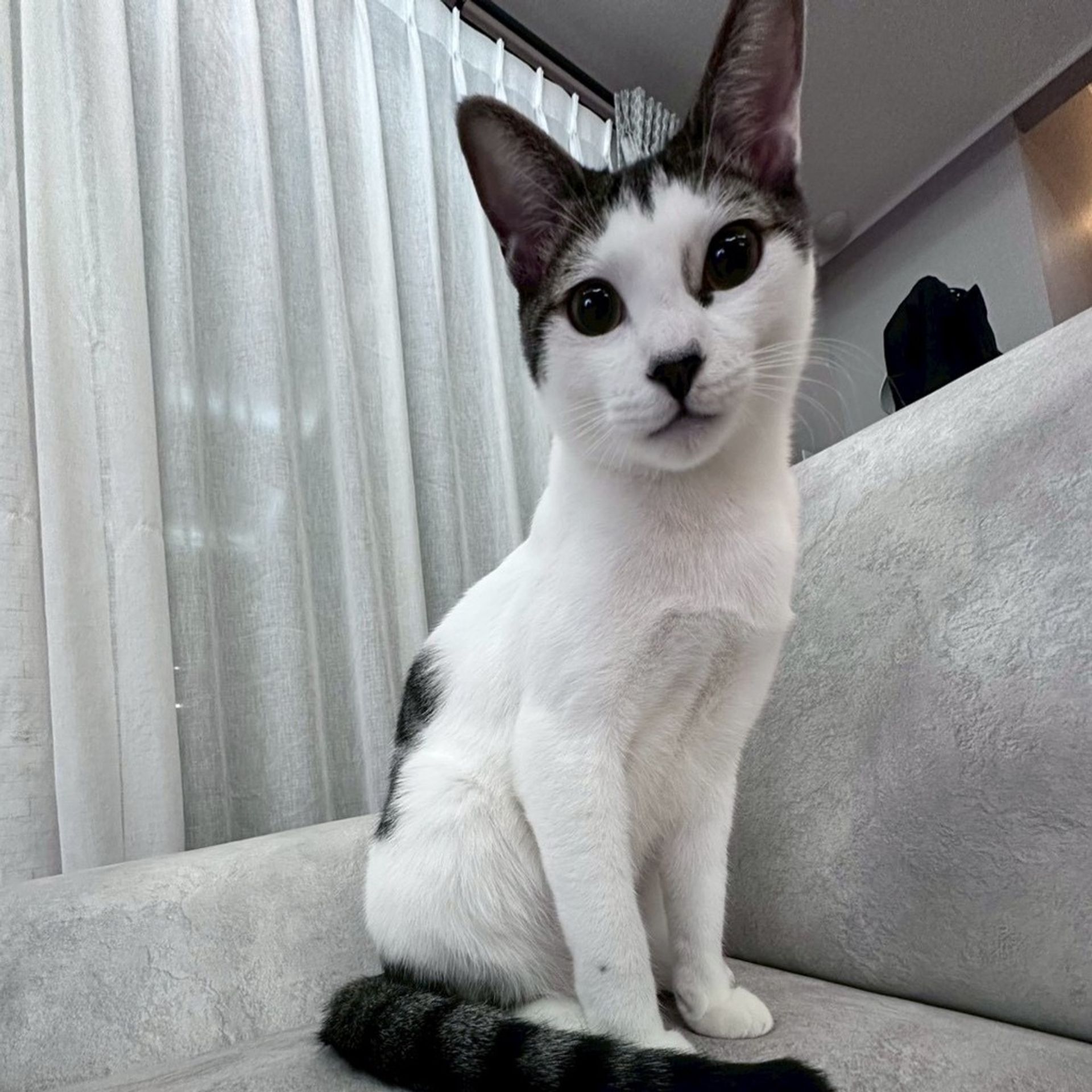 雑種（ミックス猫）・オスの里親募集の写真