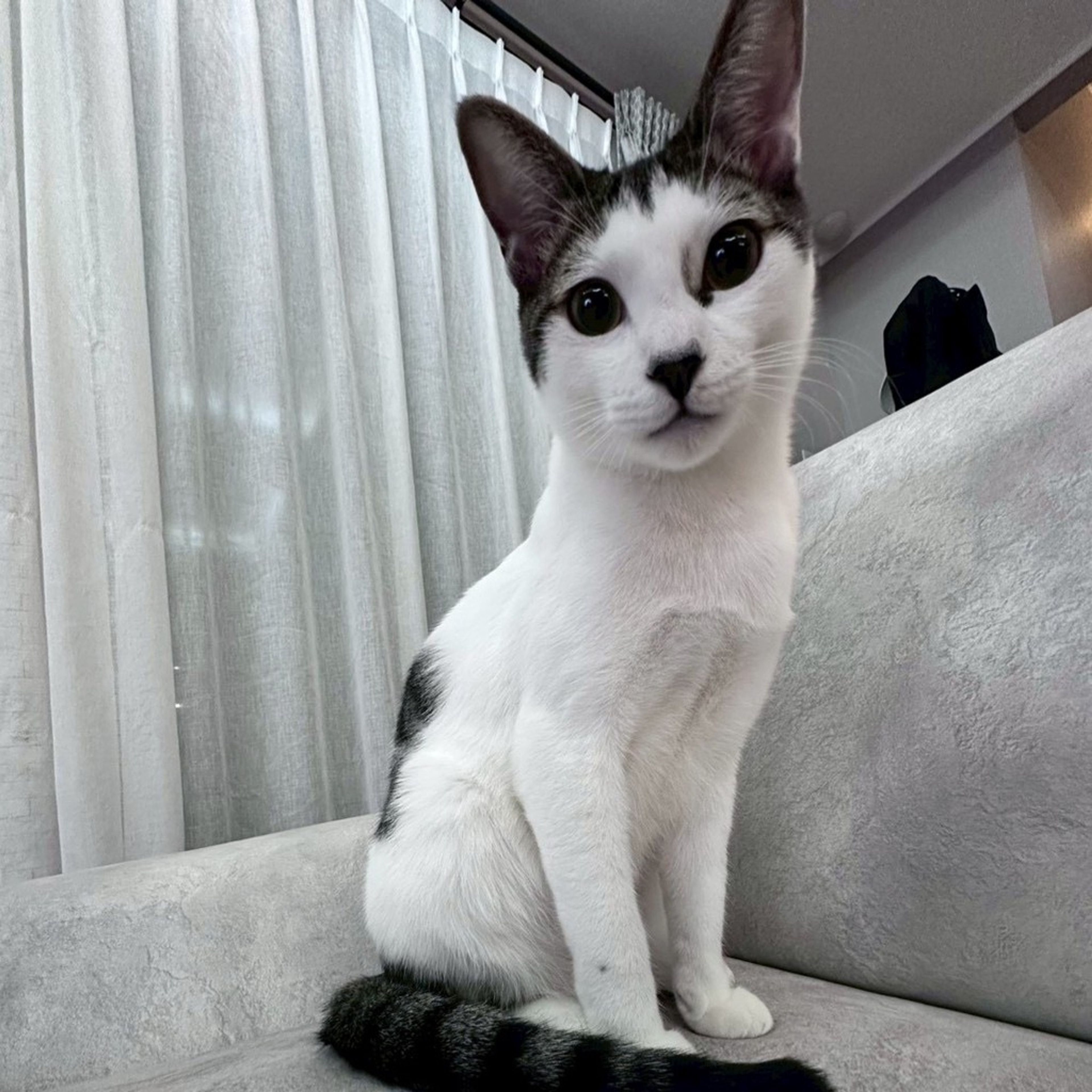 雑種（ミックス猫）・オスの里親募集の写真