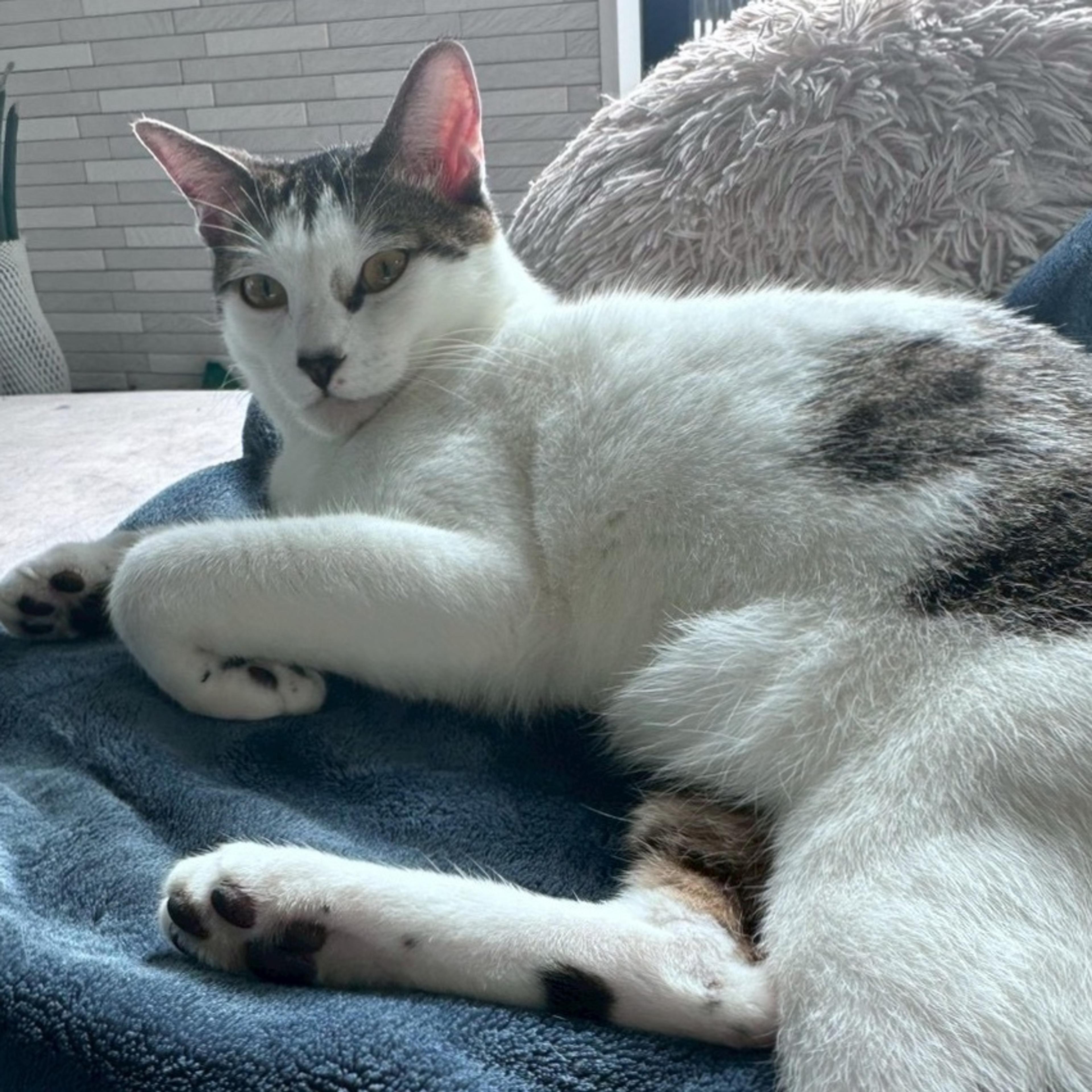 pet-image-2