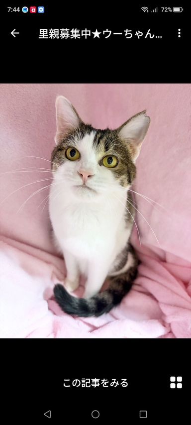 雑種（ミックス猫）・メスの里親募集の写真