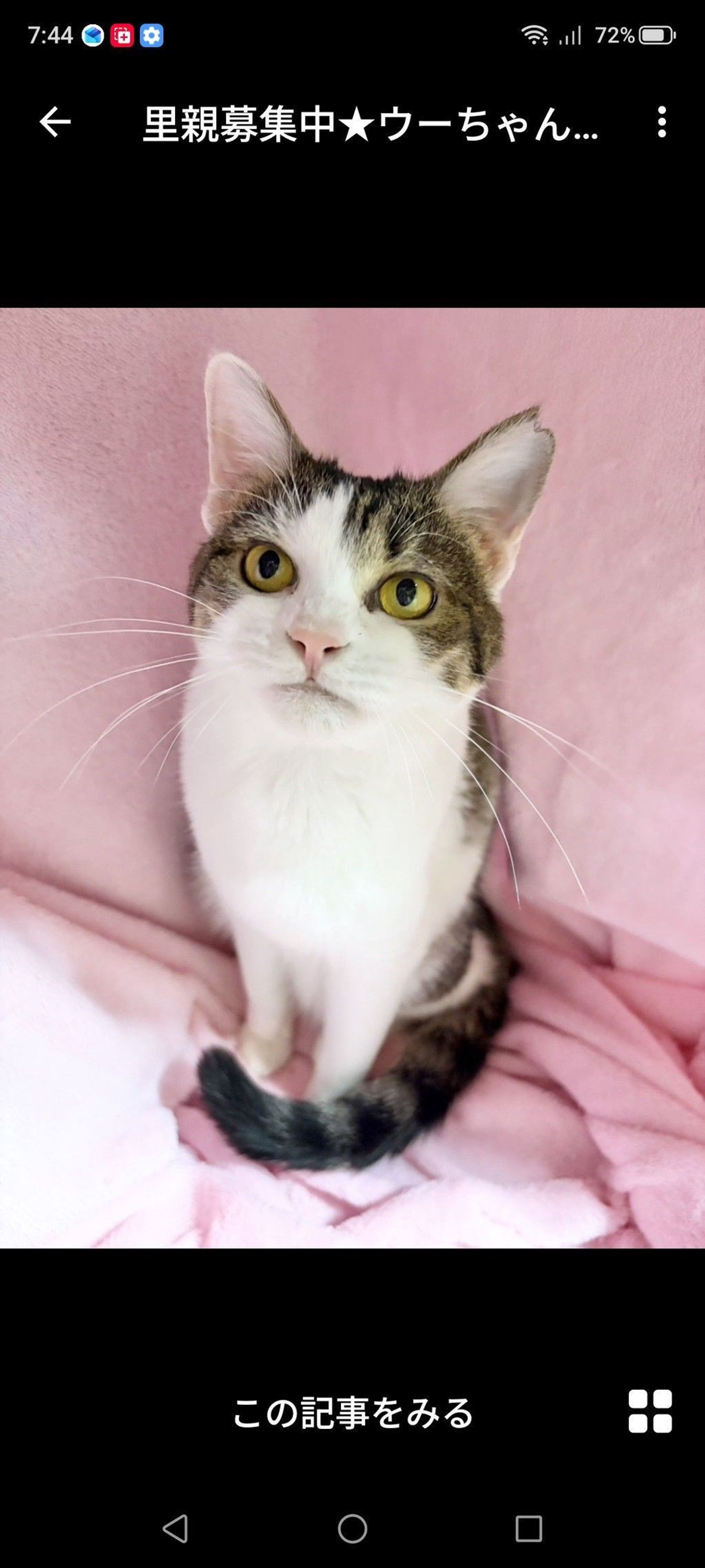 雑種（ミックス猫）・メスの里親募集の写真