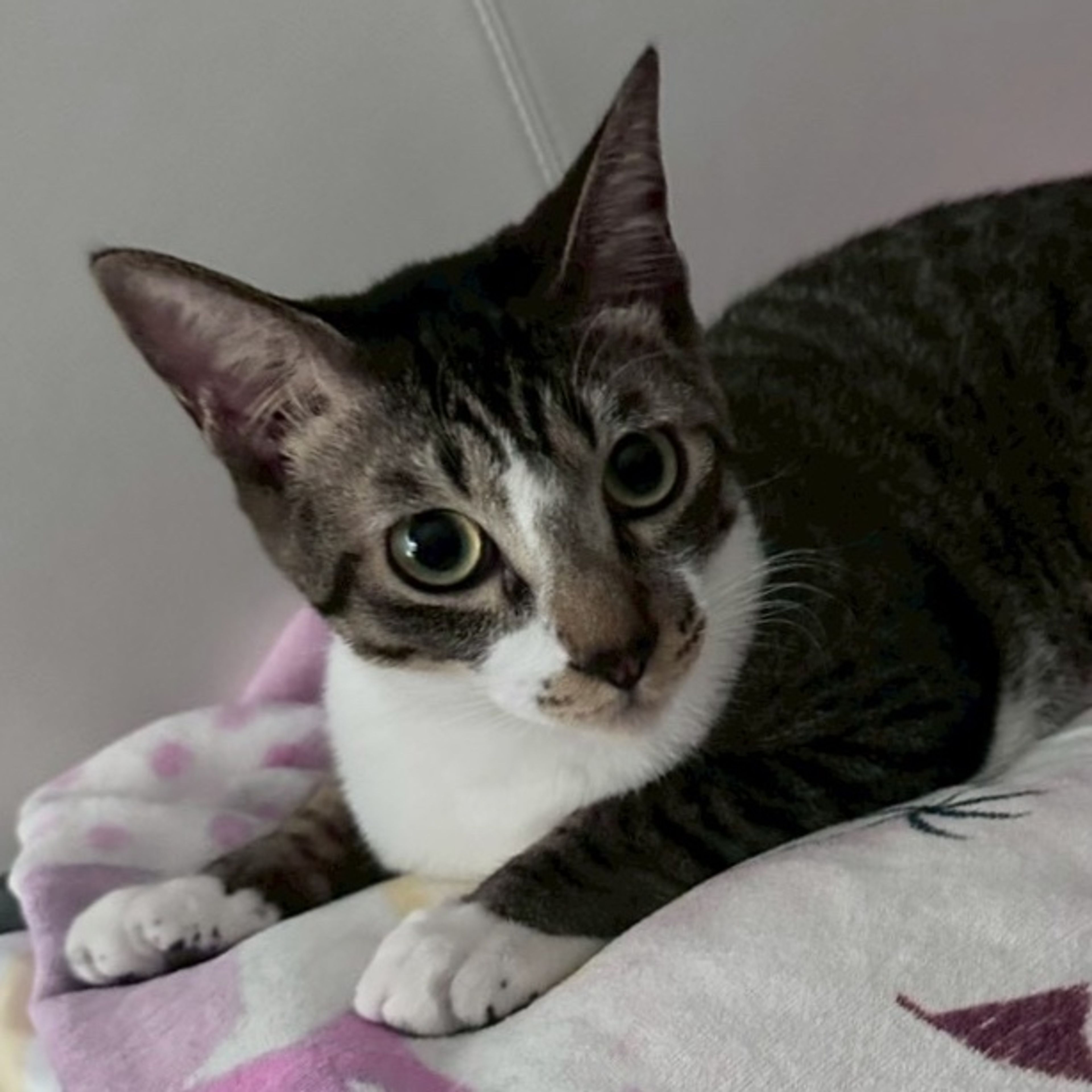 雑種（ミックス猫）・オスの里親募集の写真