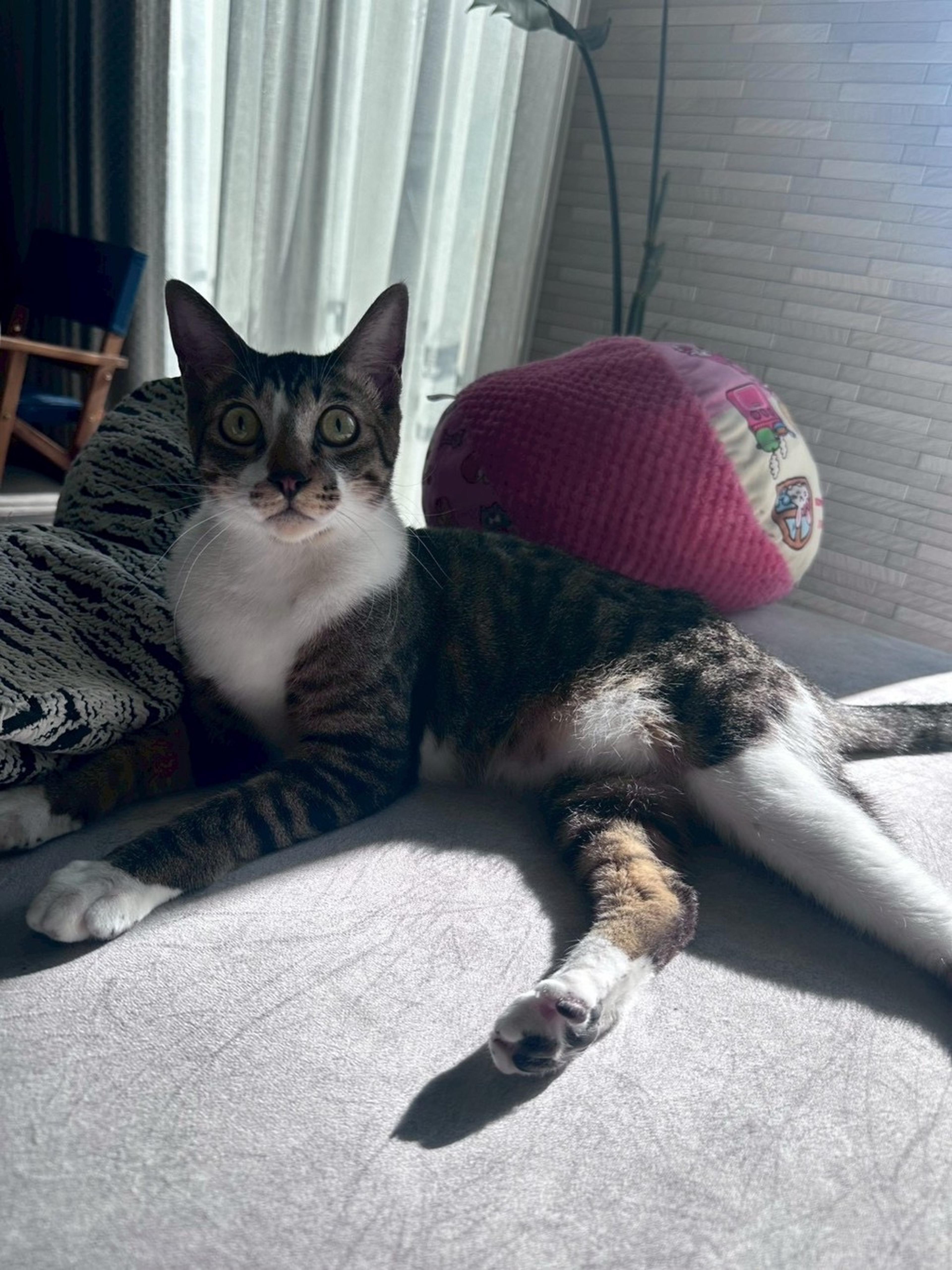 pet-image-2