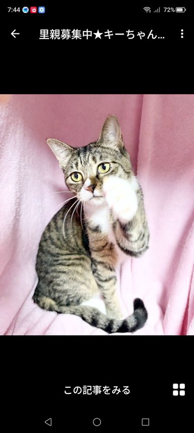 雑種（ミックス猫）・メスの里親募集の写真