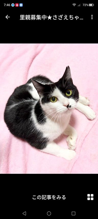 雑種（ミックス猫）・メスの里親募集の写真