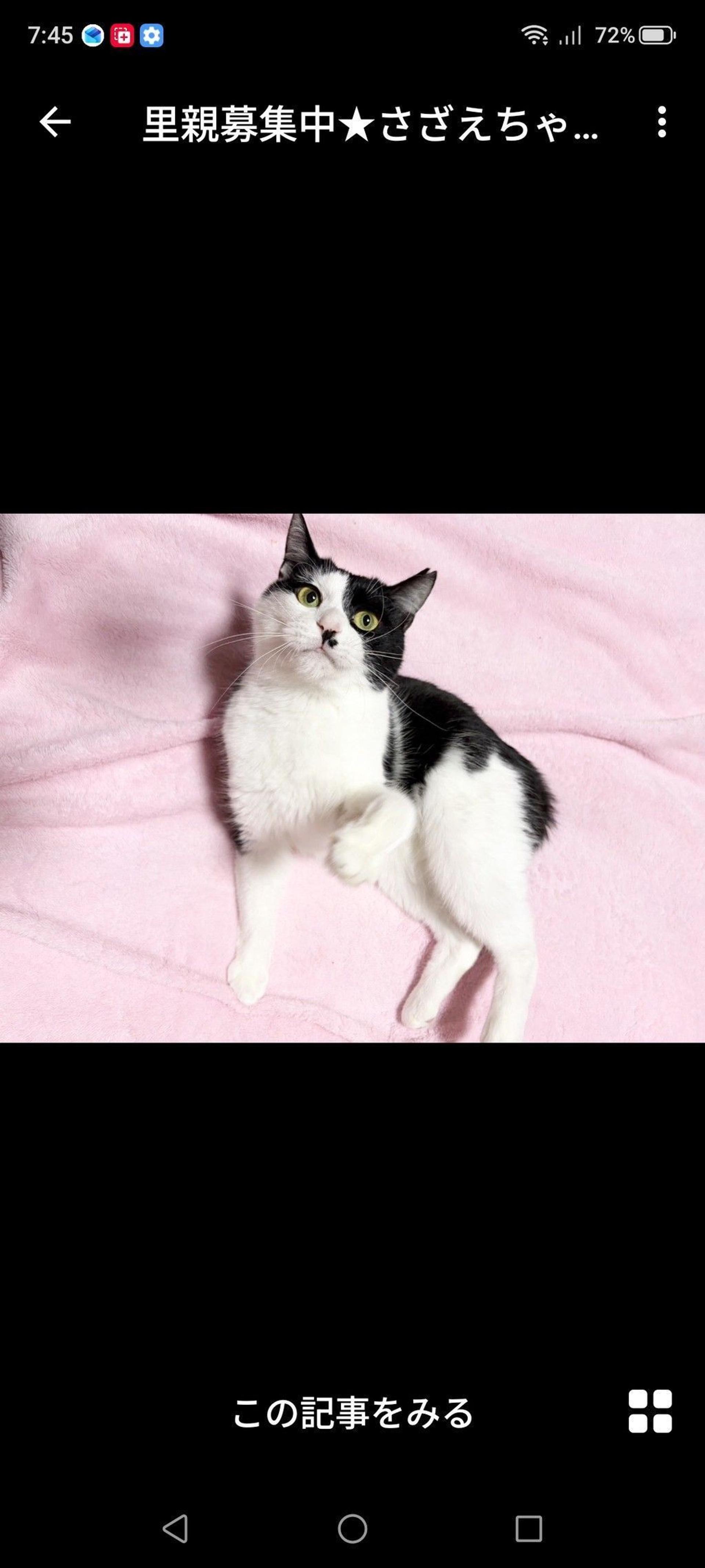 pet-image-3
