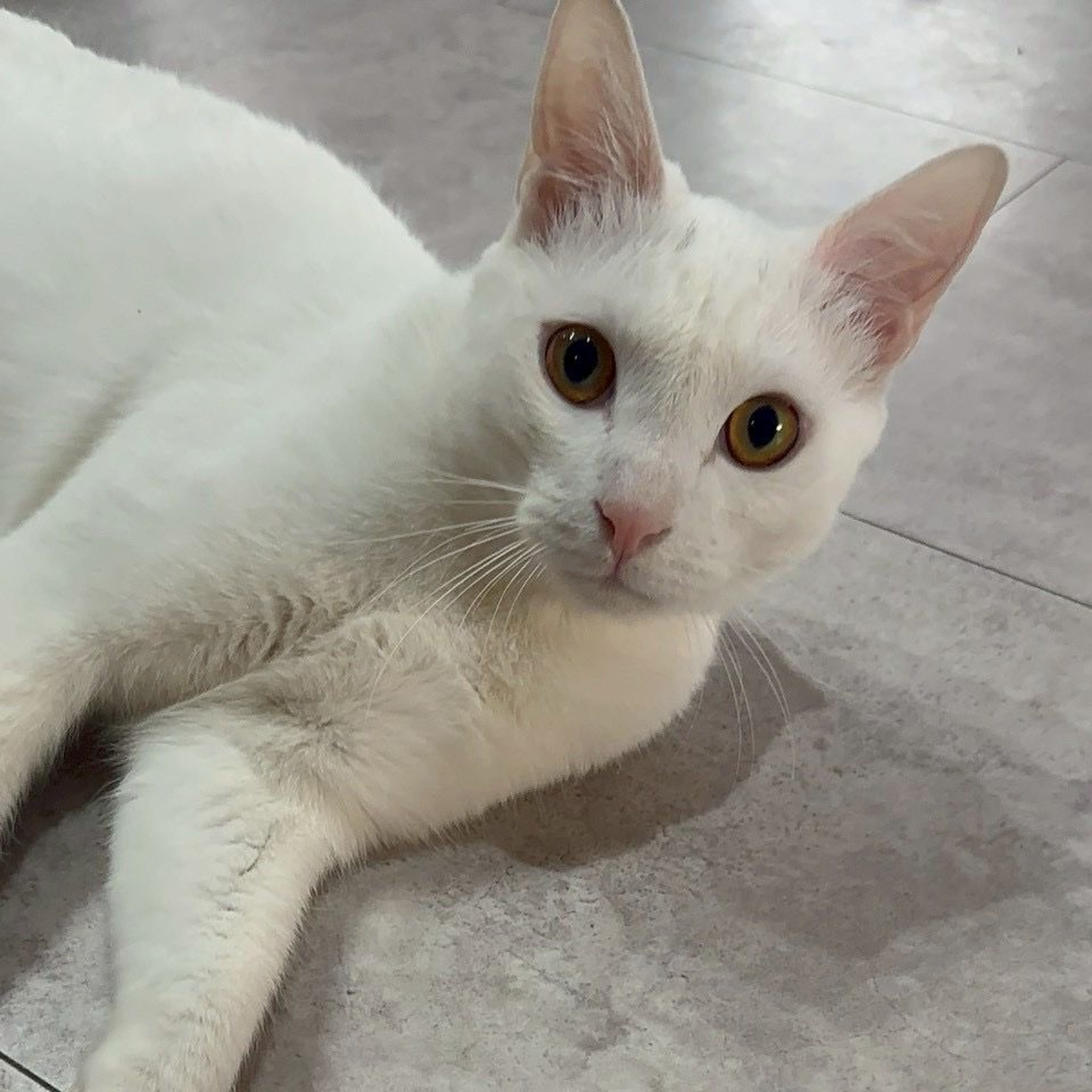 雑種（ミックス猫）・オスの里親募集の写真