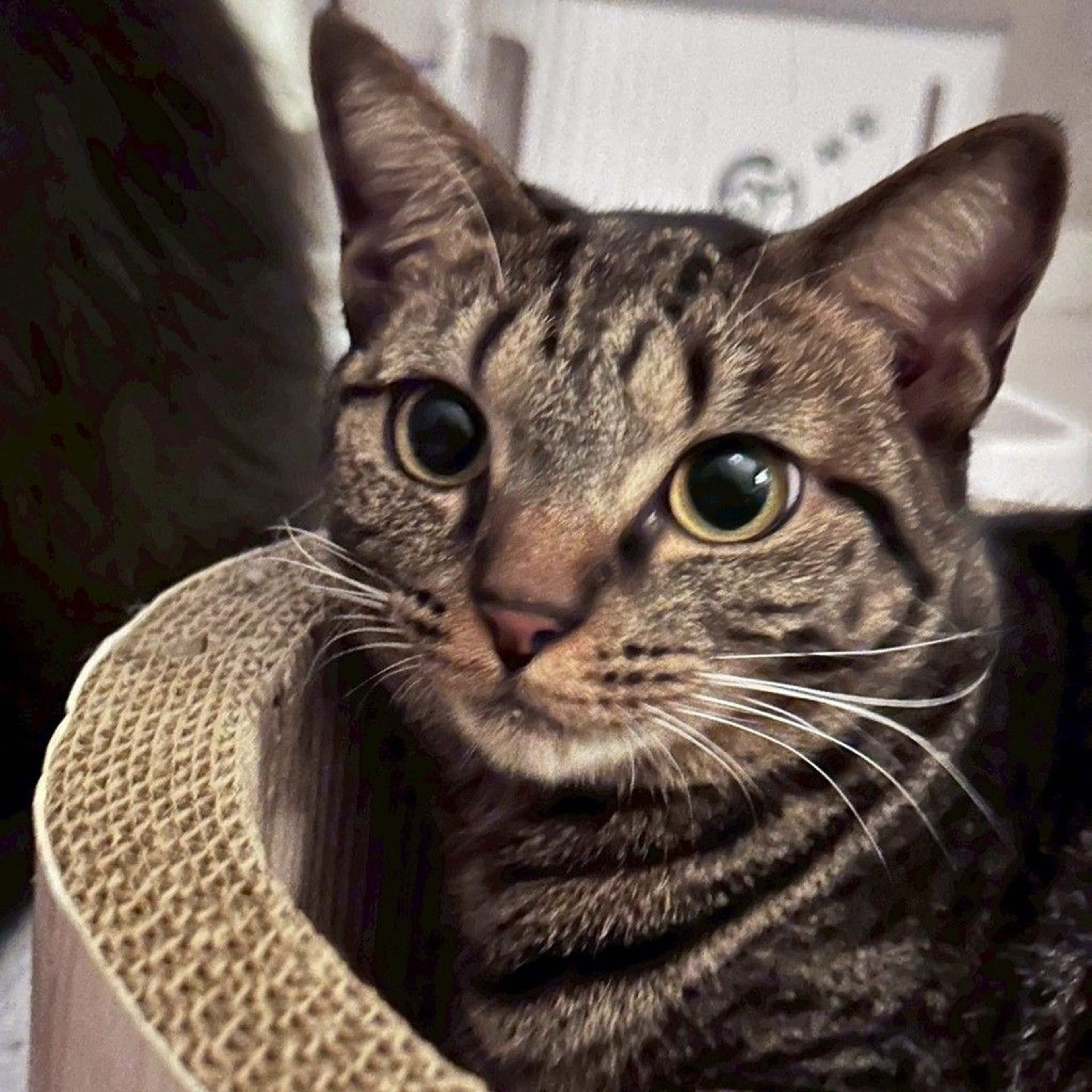 雑種（ミックス猫）・メスの里親募集の写真