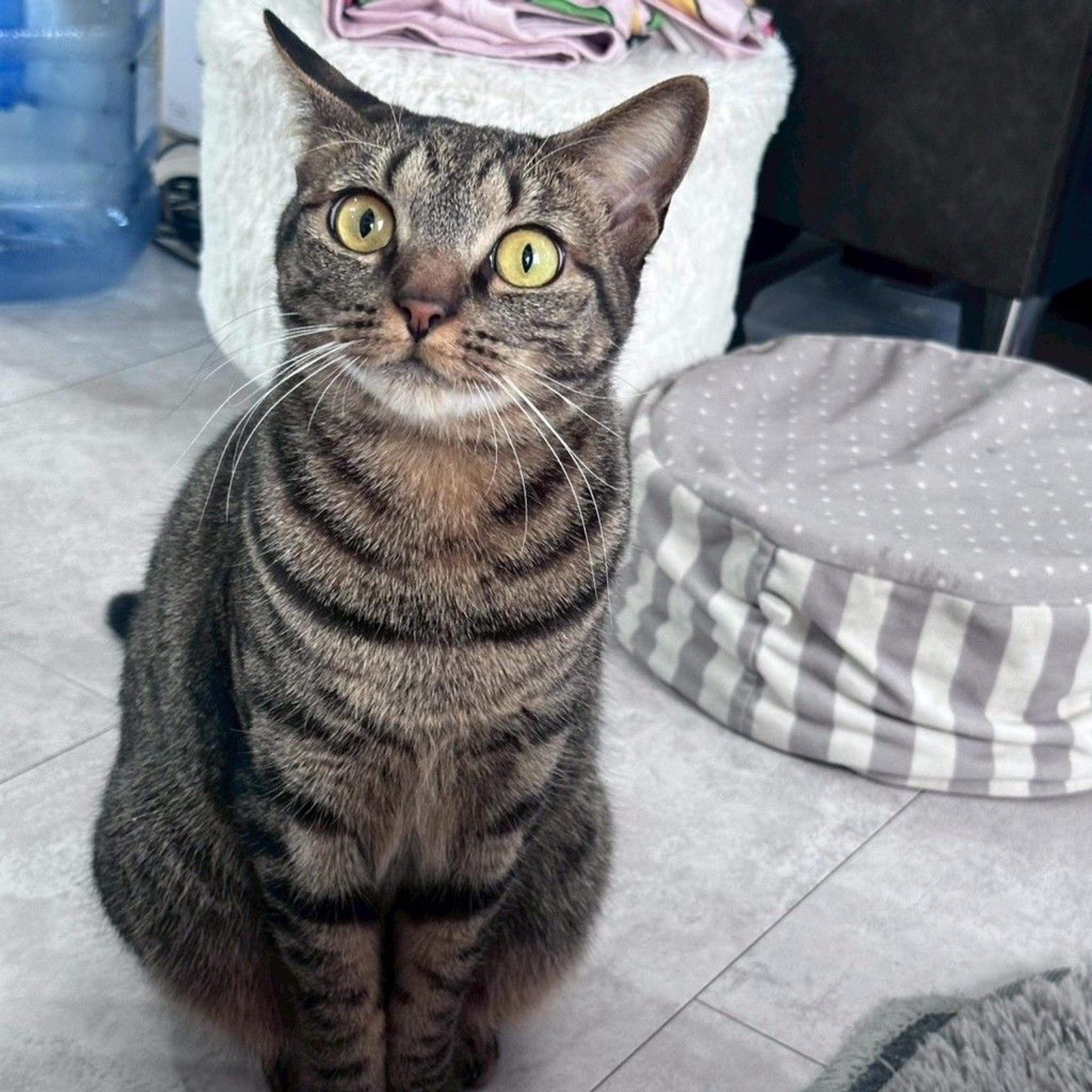 pet-image-2
