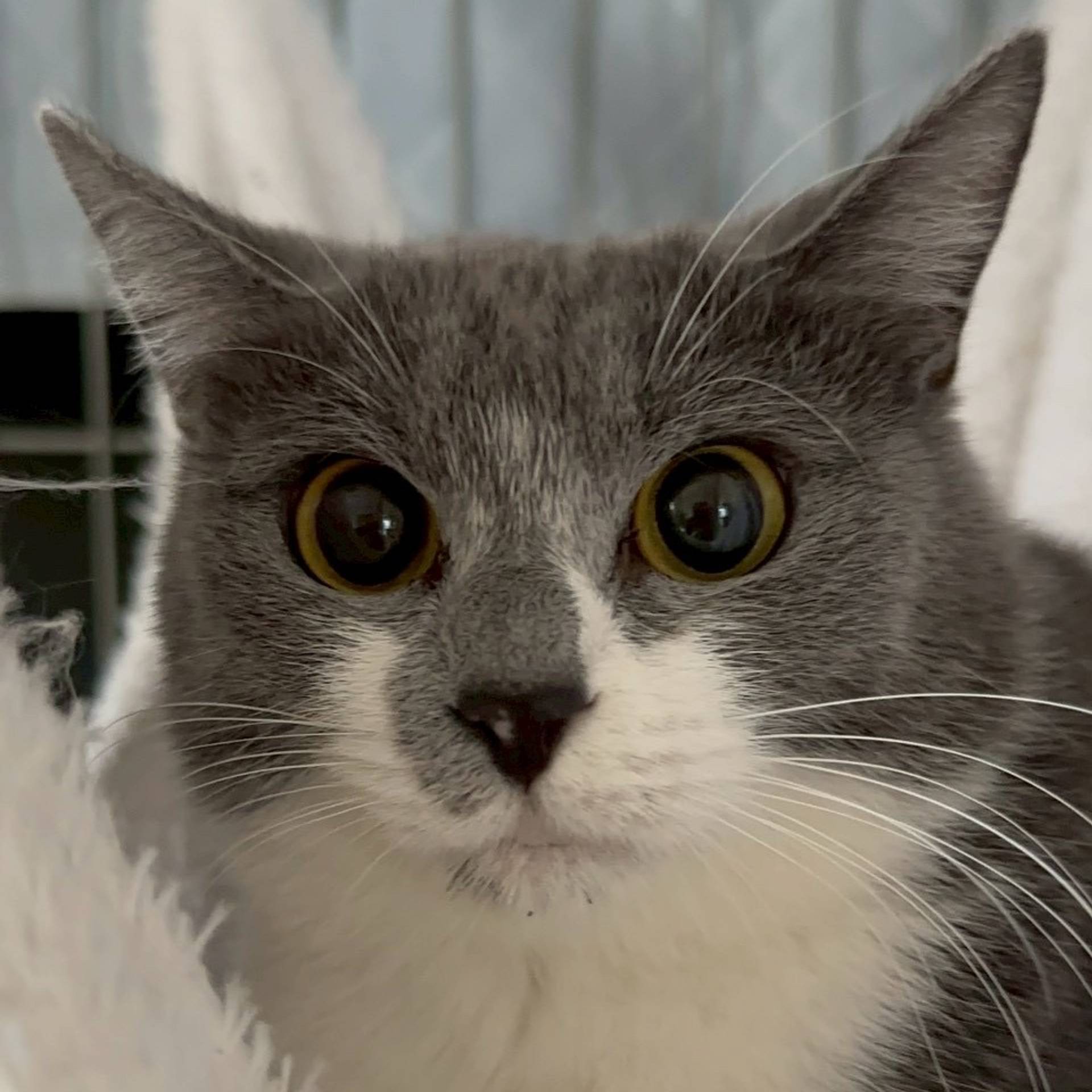 雑種（ミックス猫）・メスの里親募集の写真