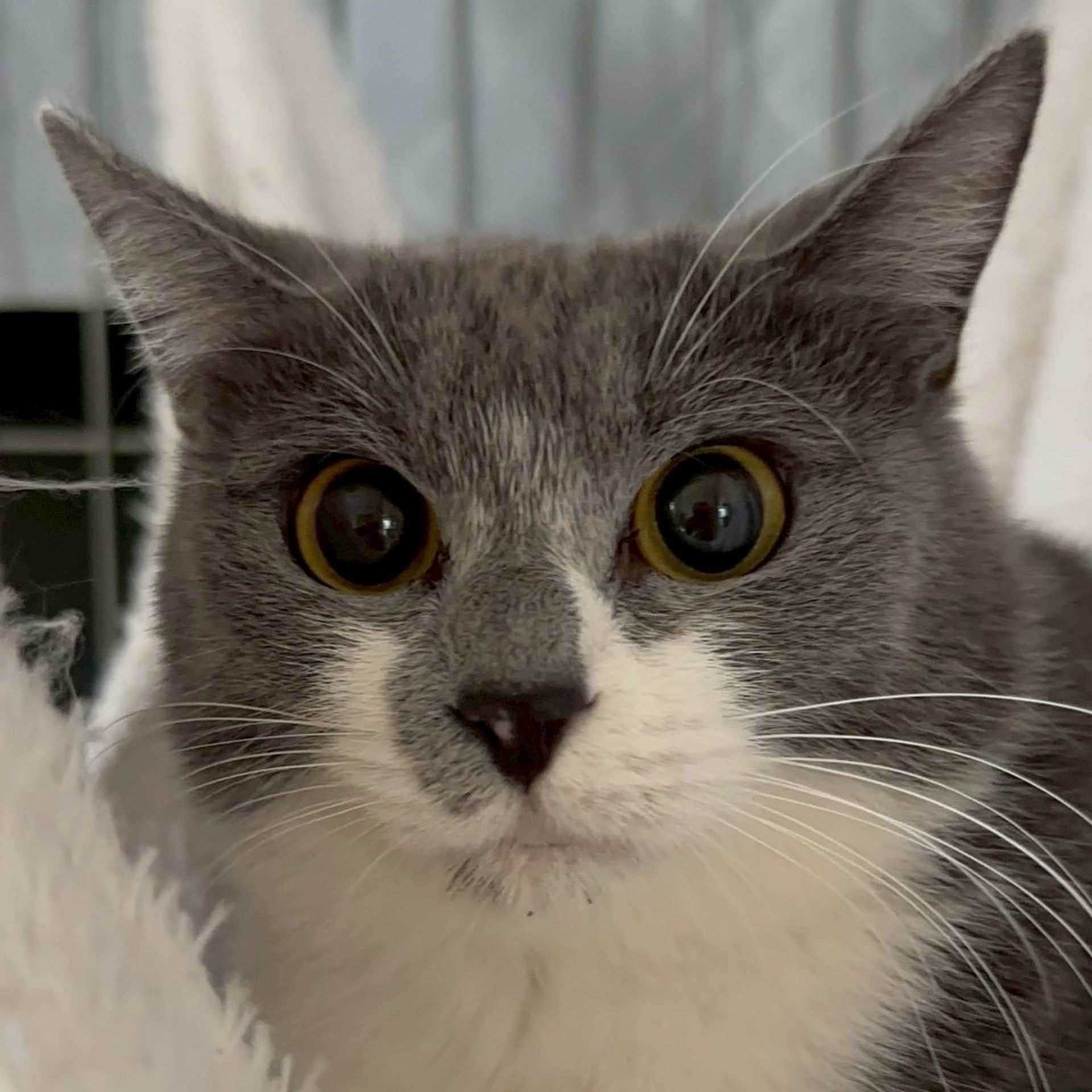 雑種（ミックス猫）・メスの里親募集の写真