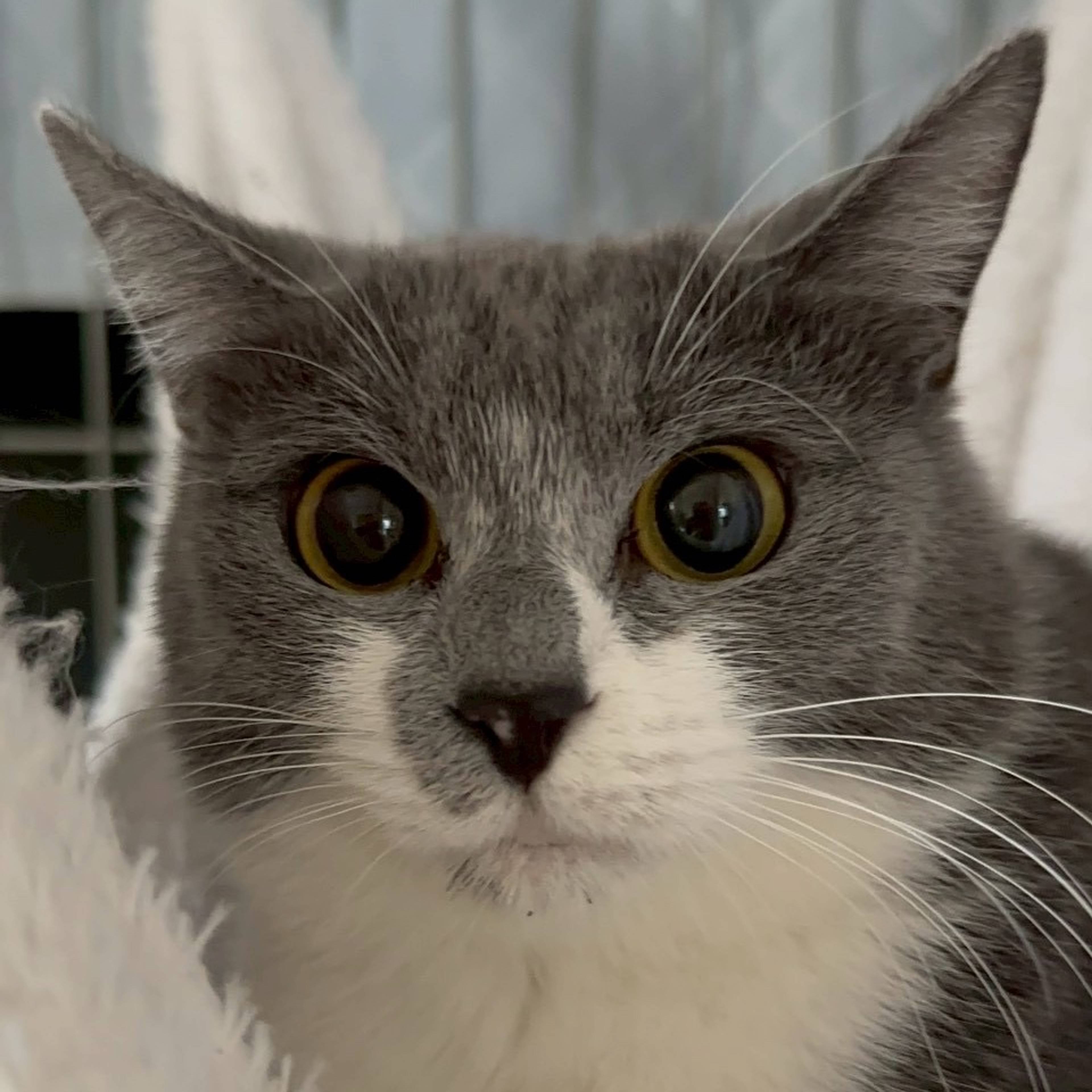 雑種（ミックス猫）・メスの里親募集の写真