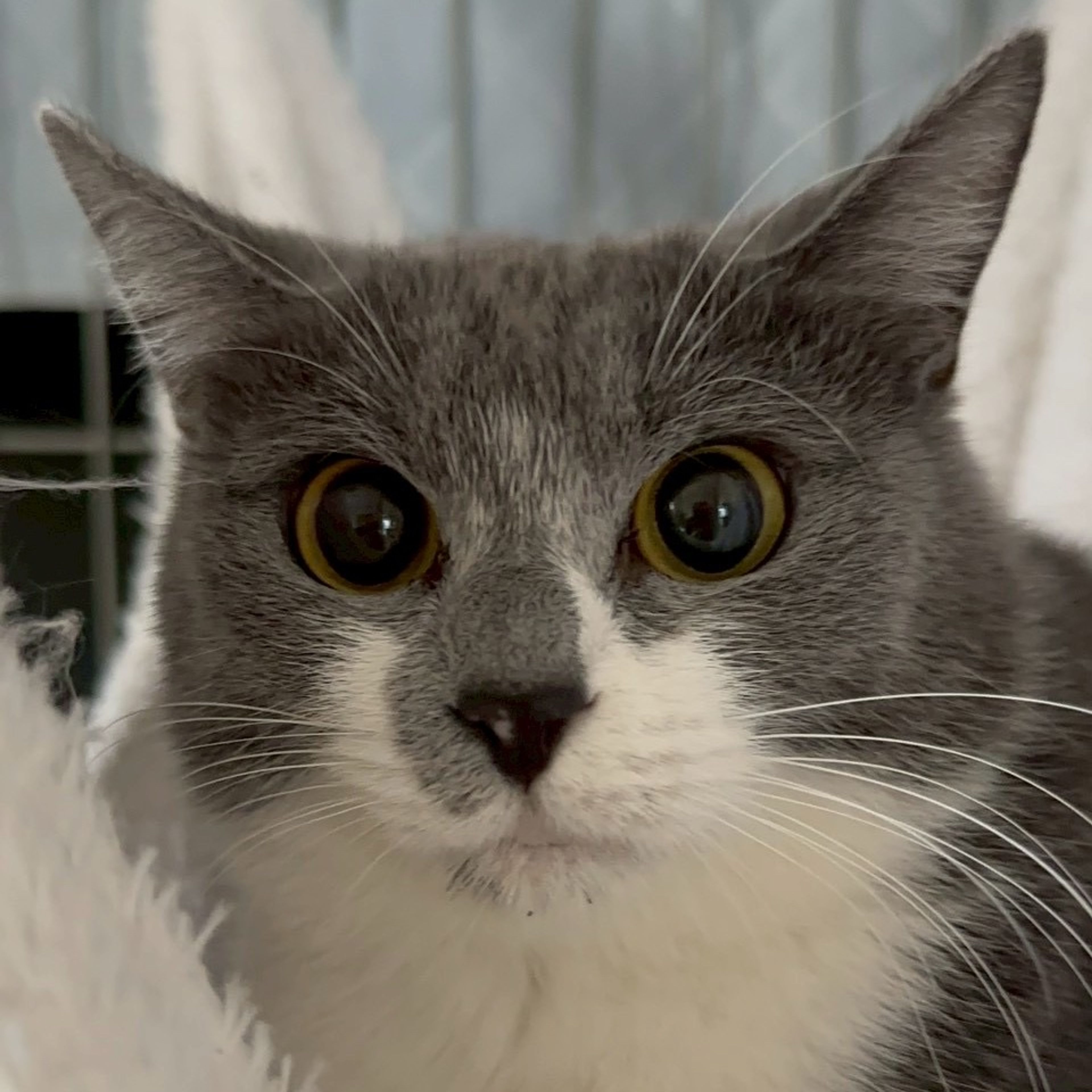 雑種（ミックス猫）・メスの里親募集の写真