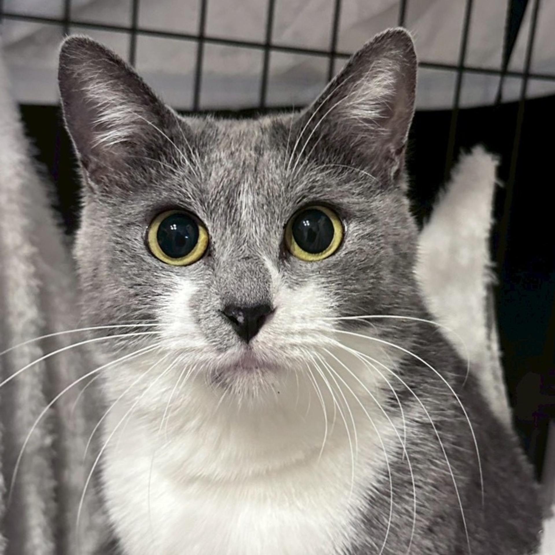pet-image-2
