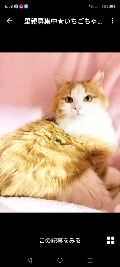 雑種（ミックス猫）・メスの里親募集の写真