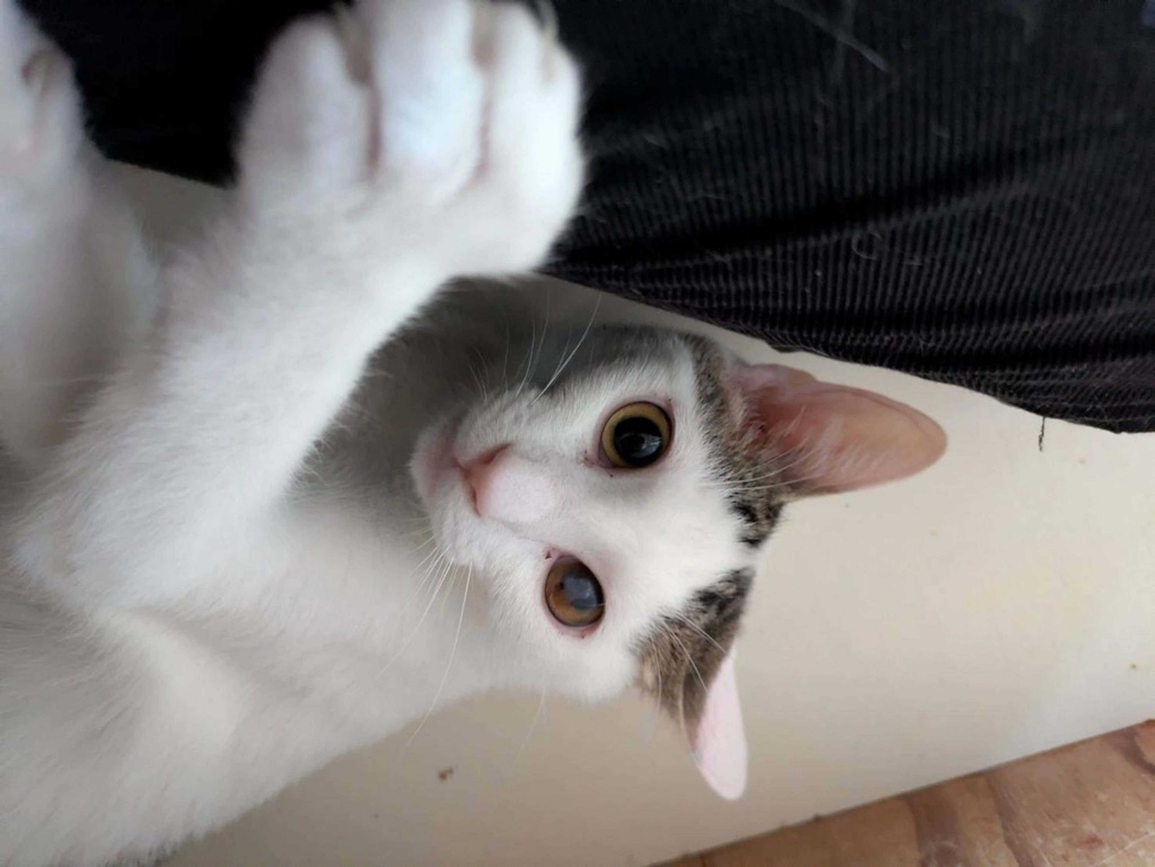 雑種（ミックス猫）・オスの里親募集の写真