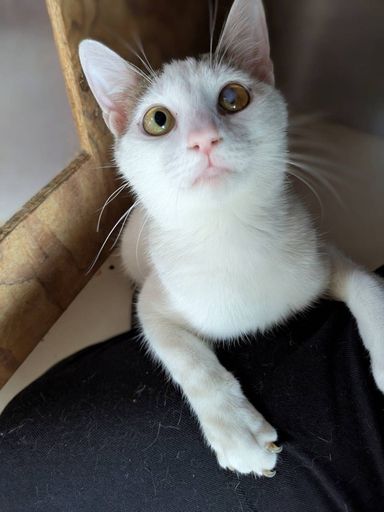 雑種（ミックス猫）・オスの里親募集の写真