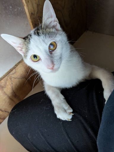 雑種（ミックス猫）・オスの里親募集の写真