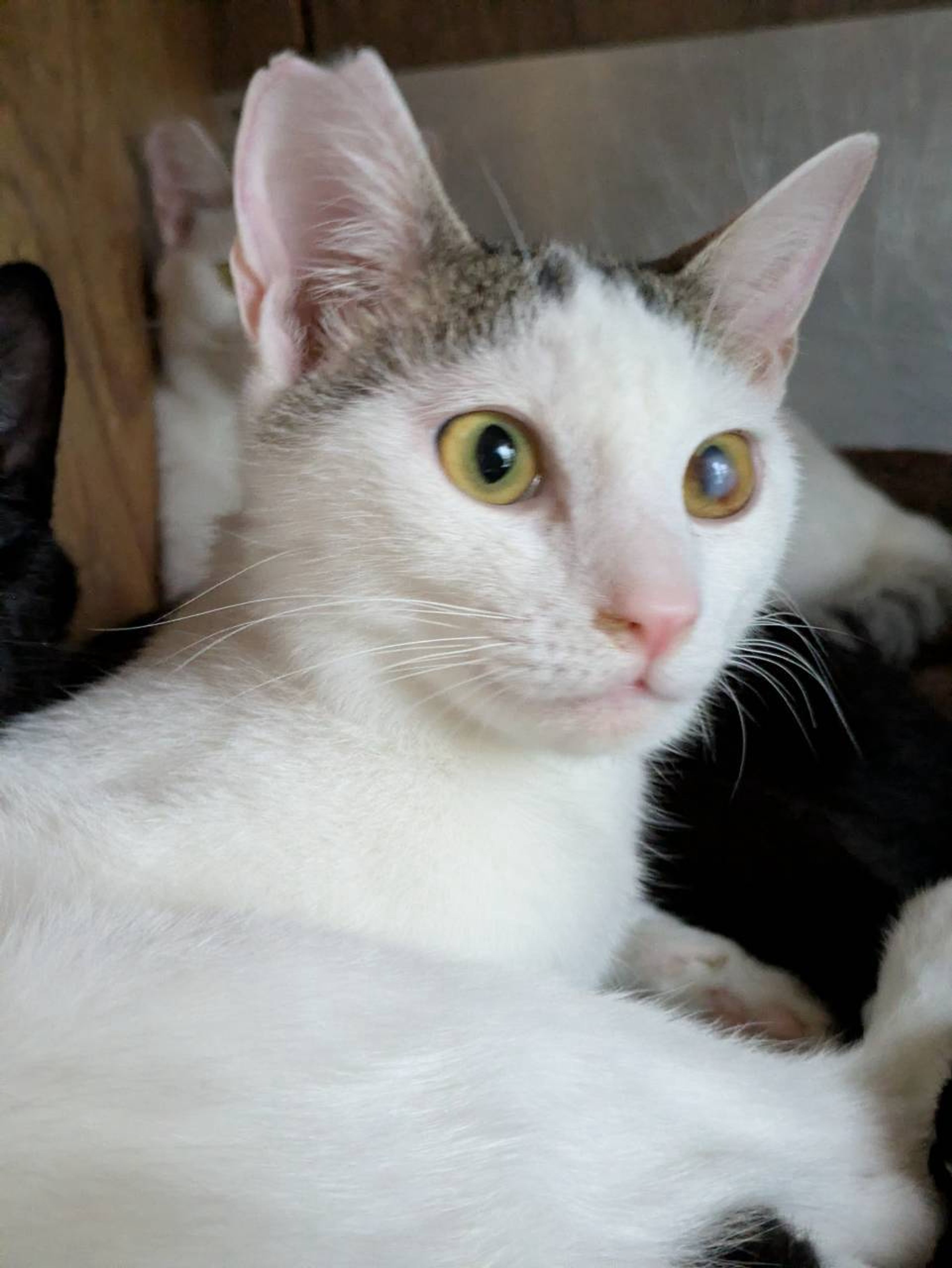 雑種（ミックス猫）・オスの里親募集の写真