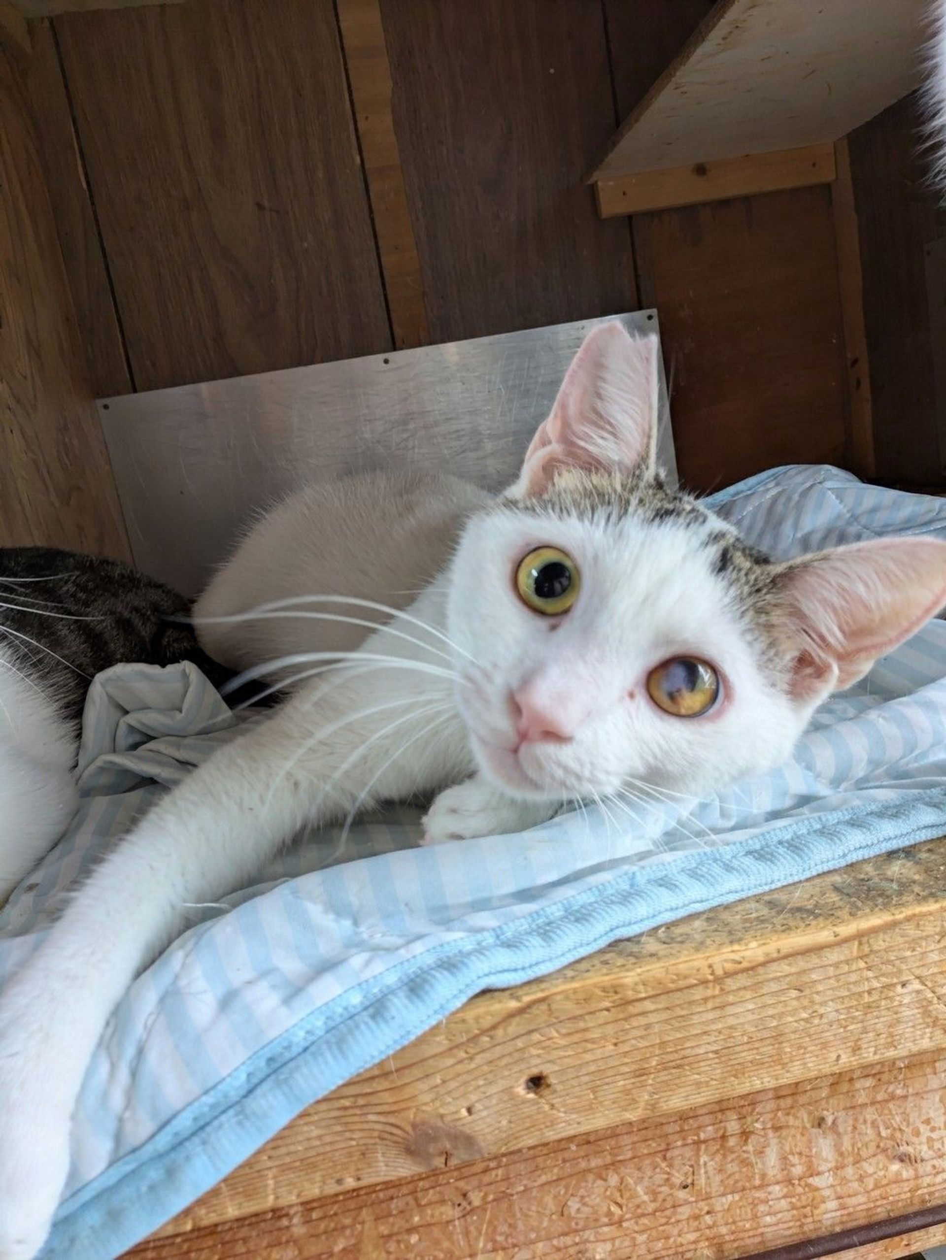 雑種（ミックス猫）・オスの里親募集の写真