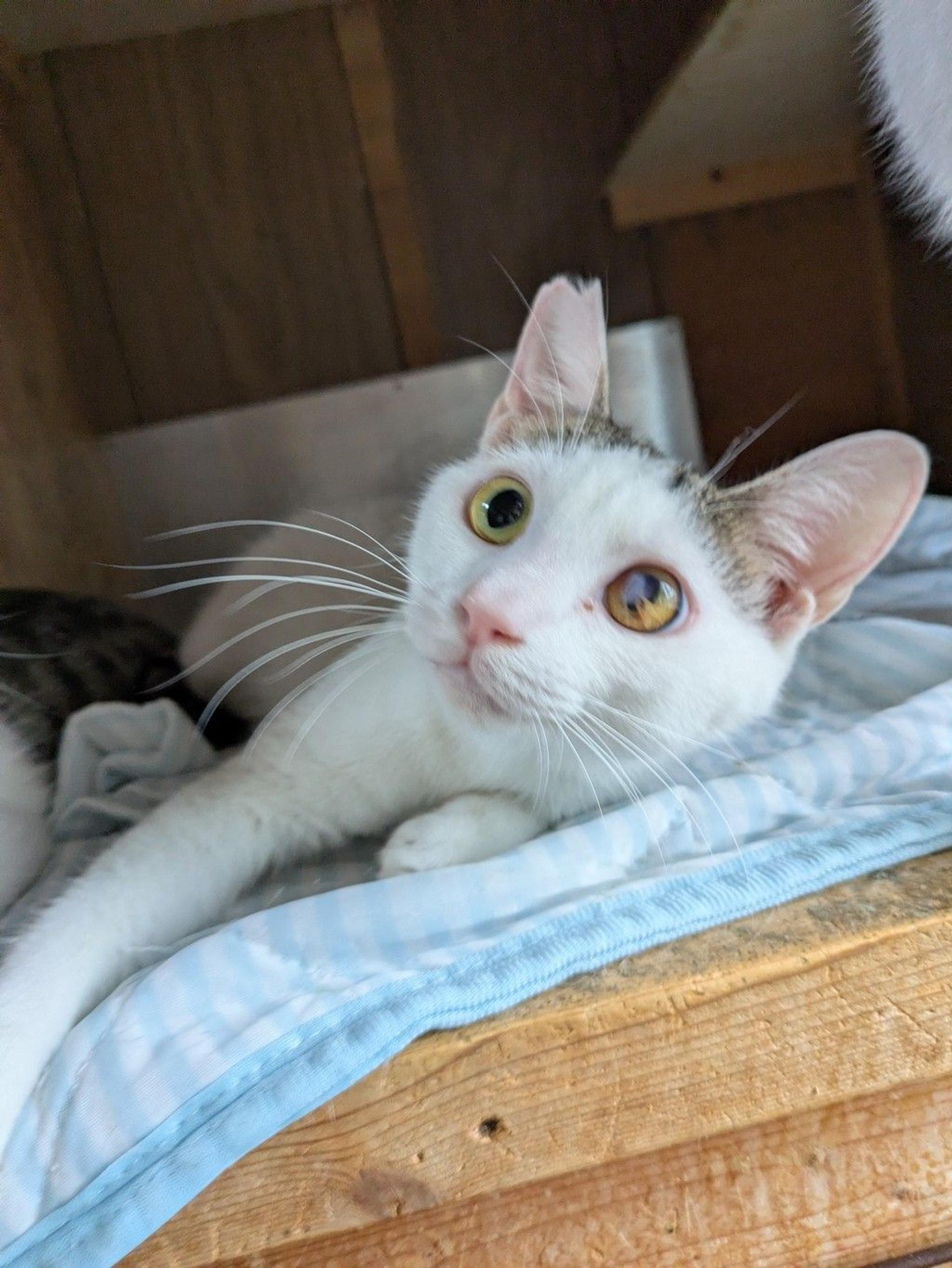 pet-image-2