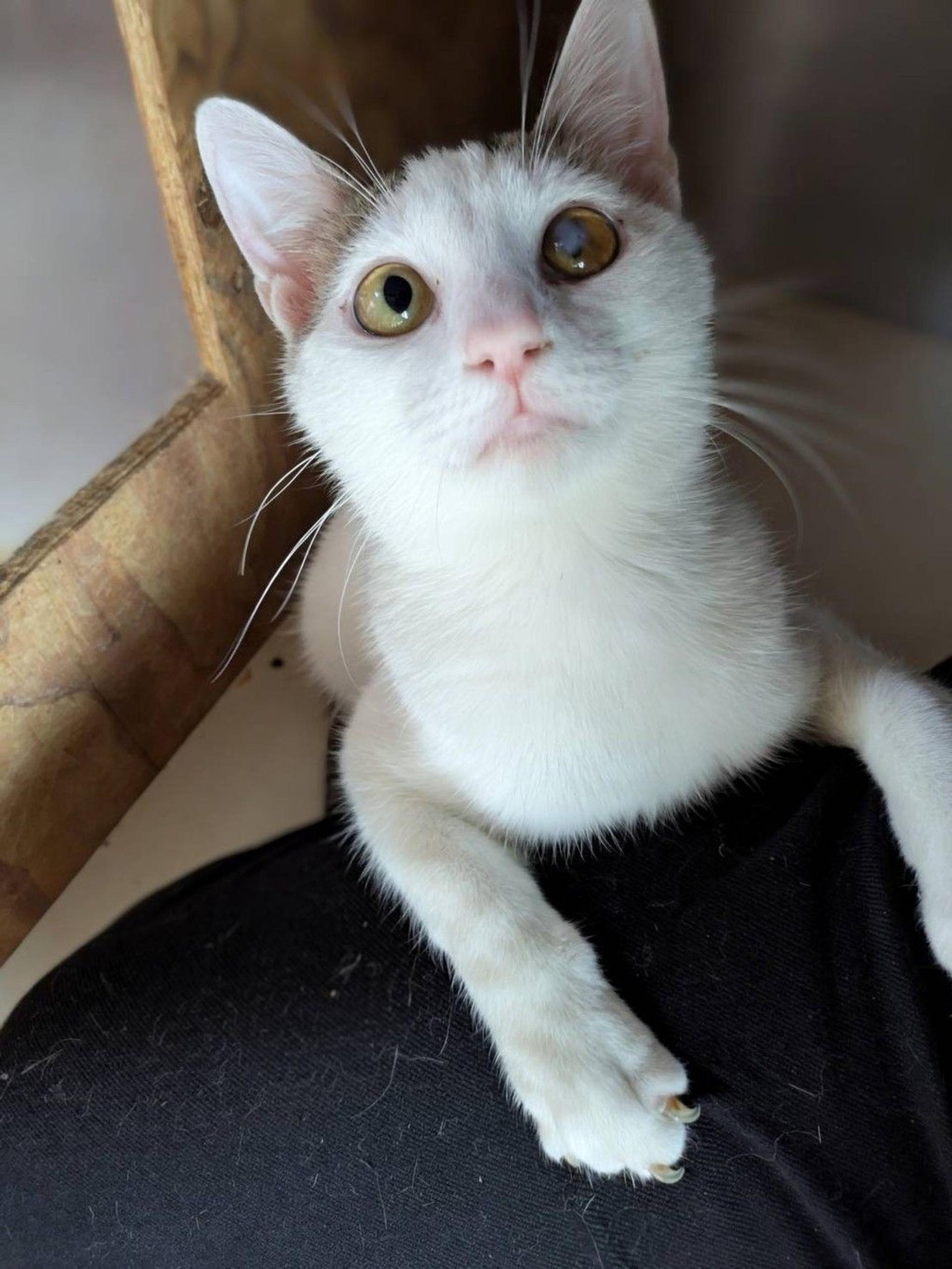 pet-image-7
