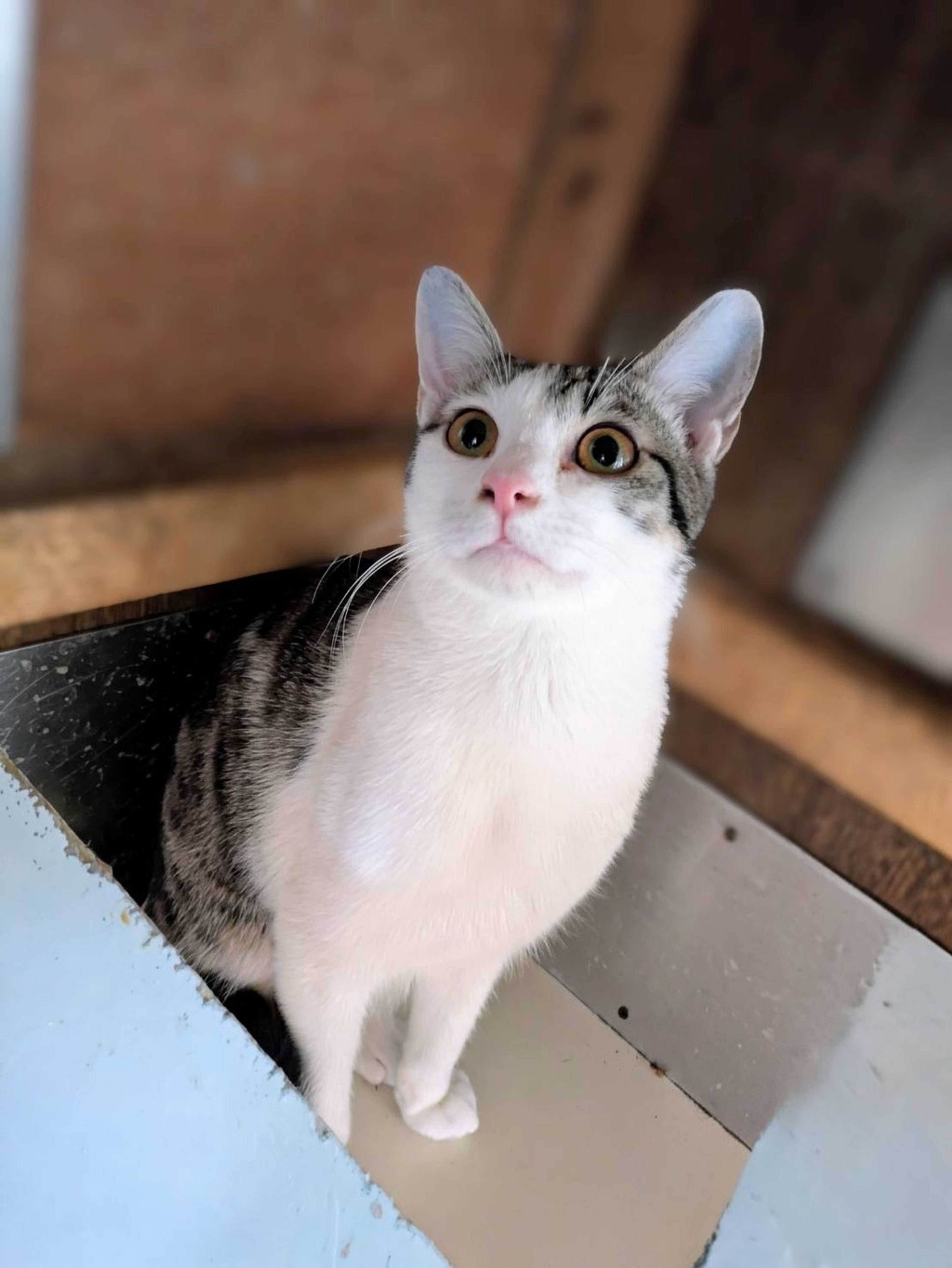 雑種（ミックス猫）・オスの里親募集の写真