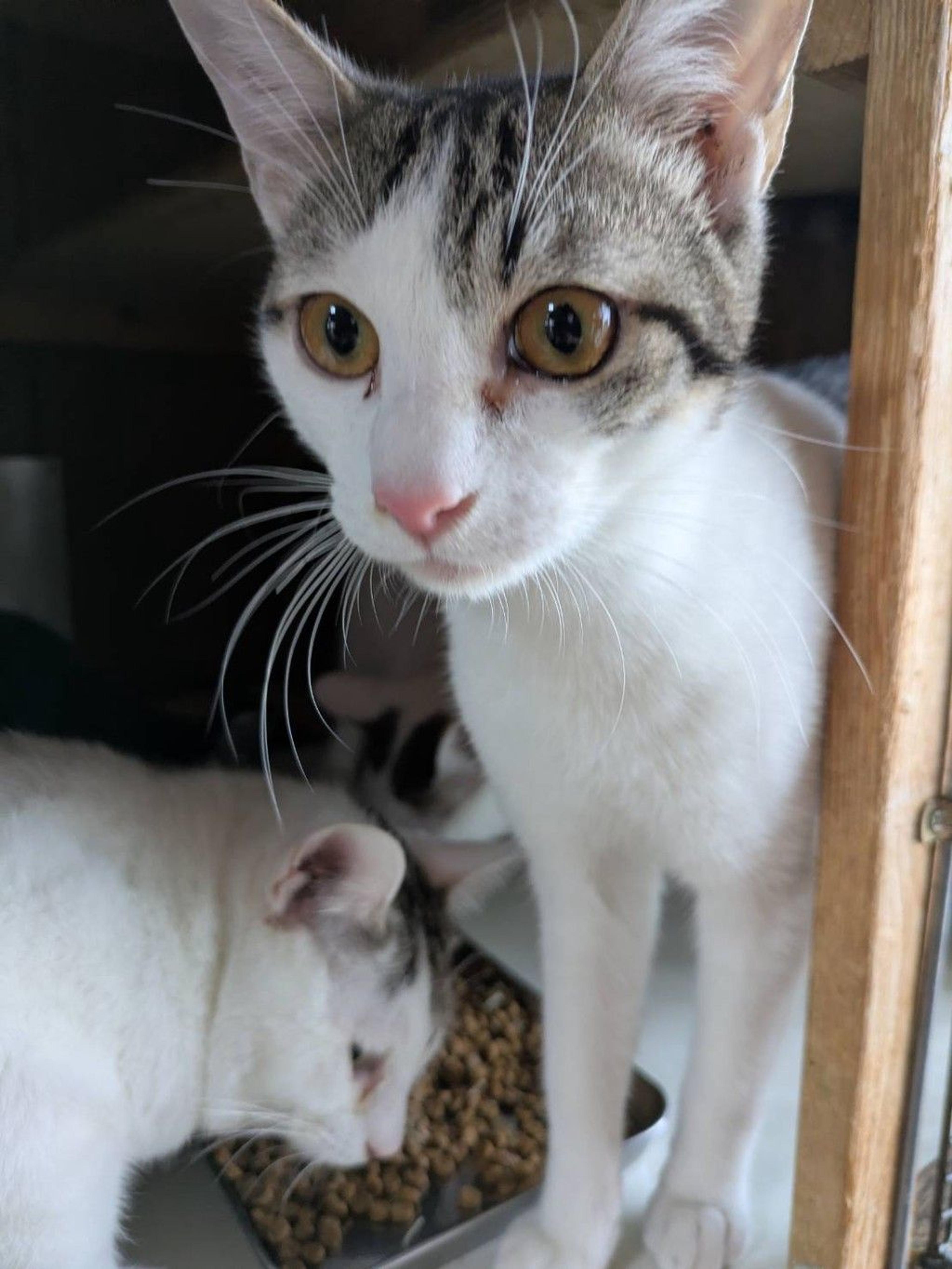 pet-image-3