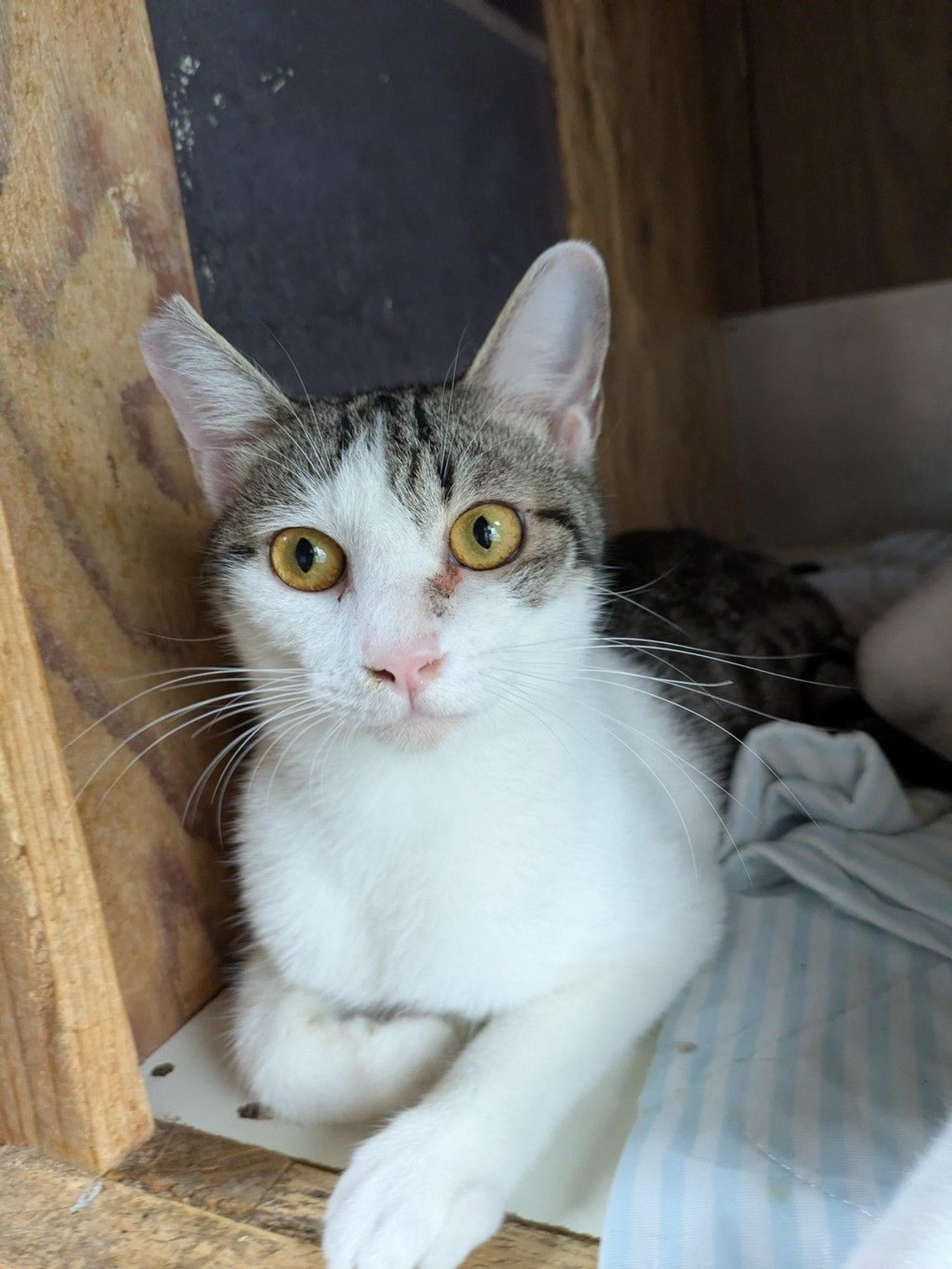 pet-image-2