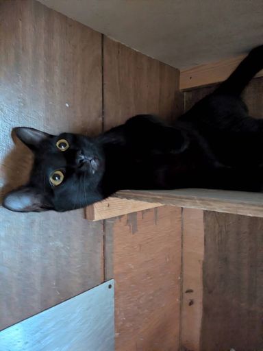 雑種（ミックス猫）・オスの里親募集の写真