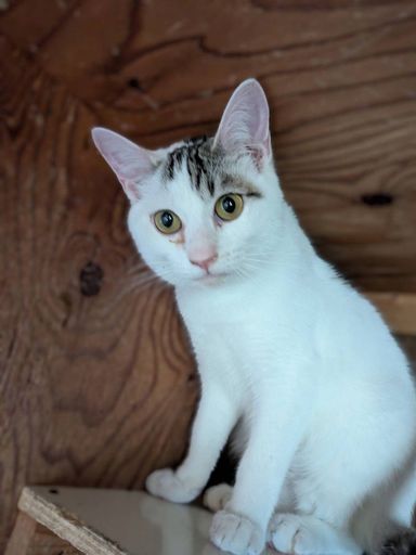 雑種（ミックス猫）・オスの里親募集の写真