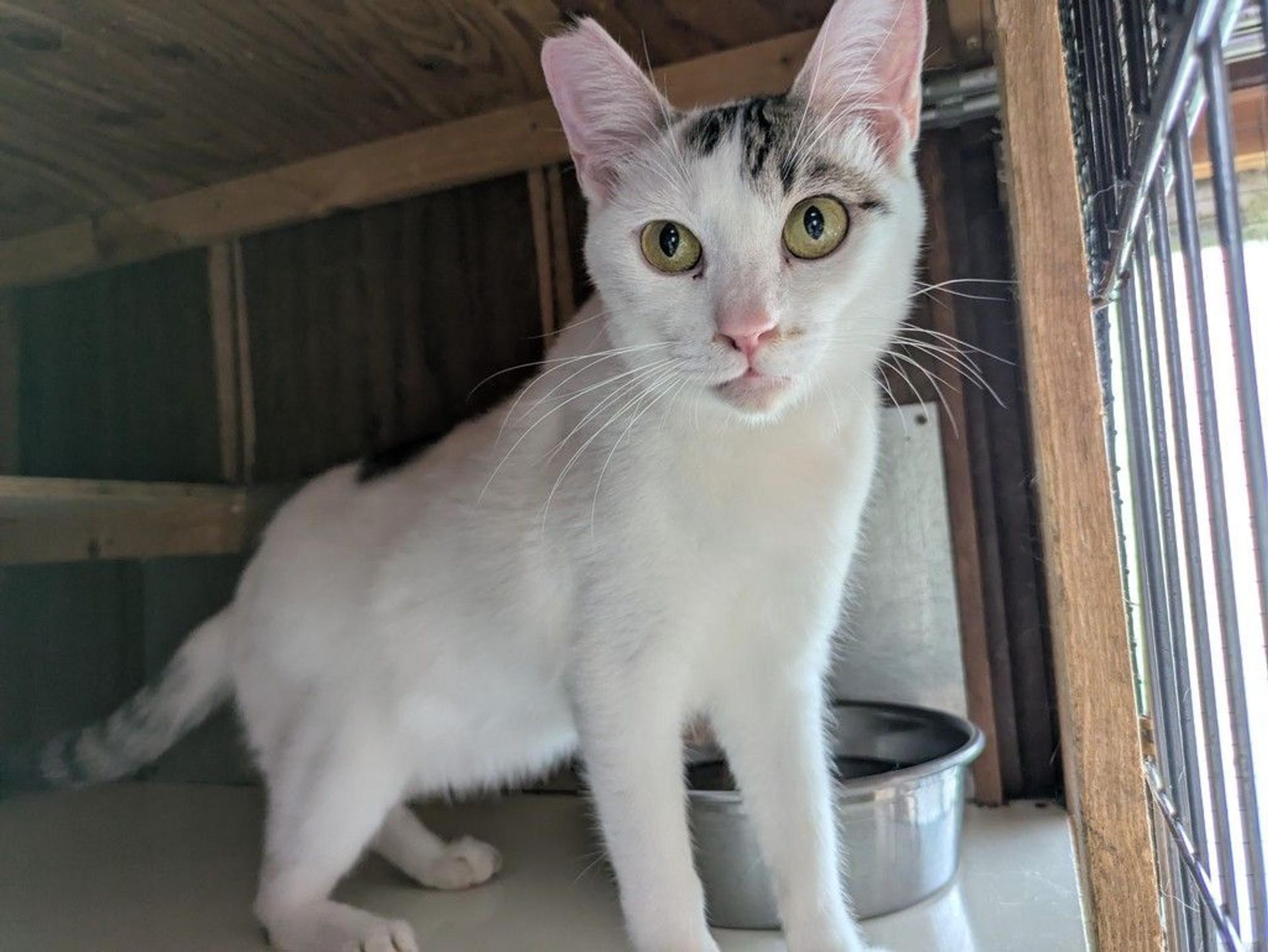 pet-image-4