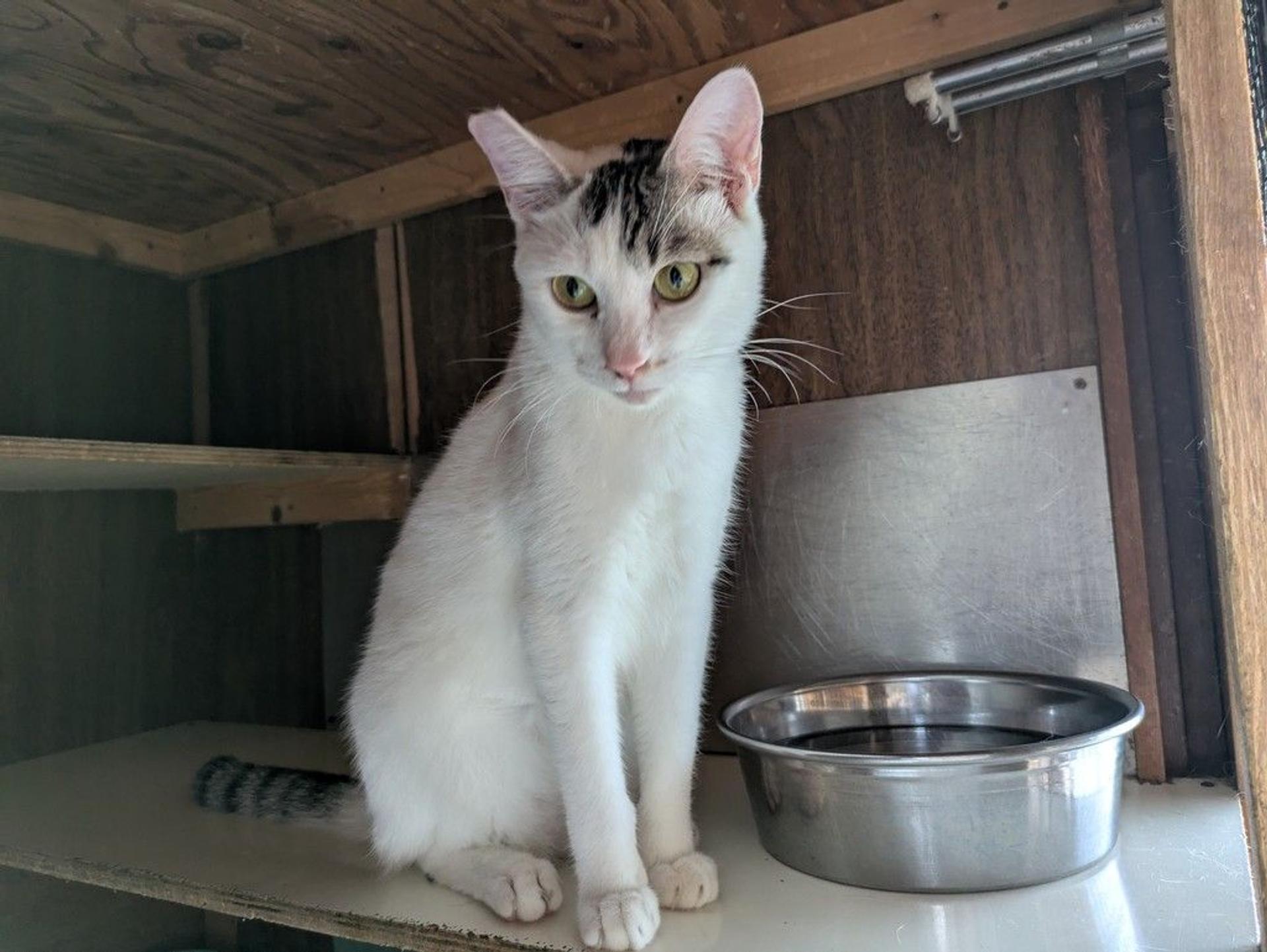 pet-image-5