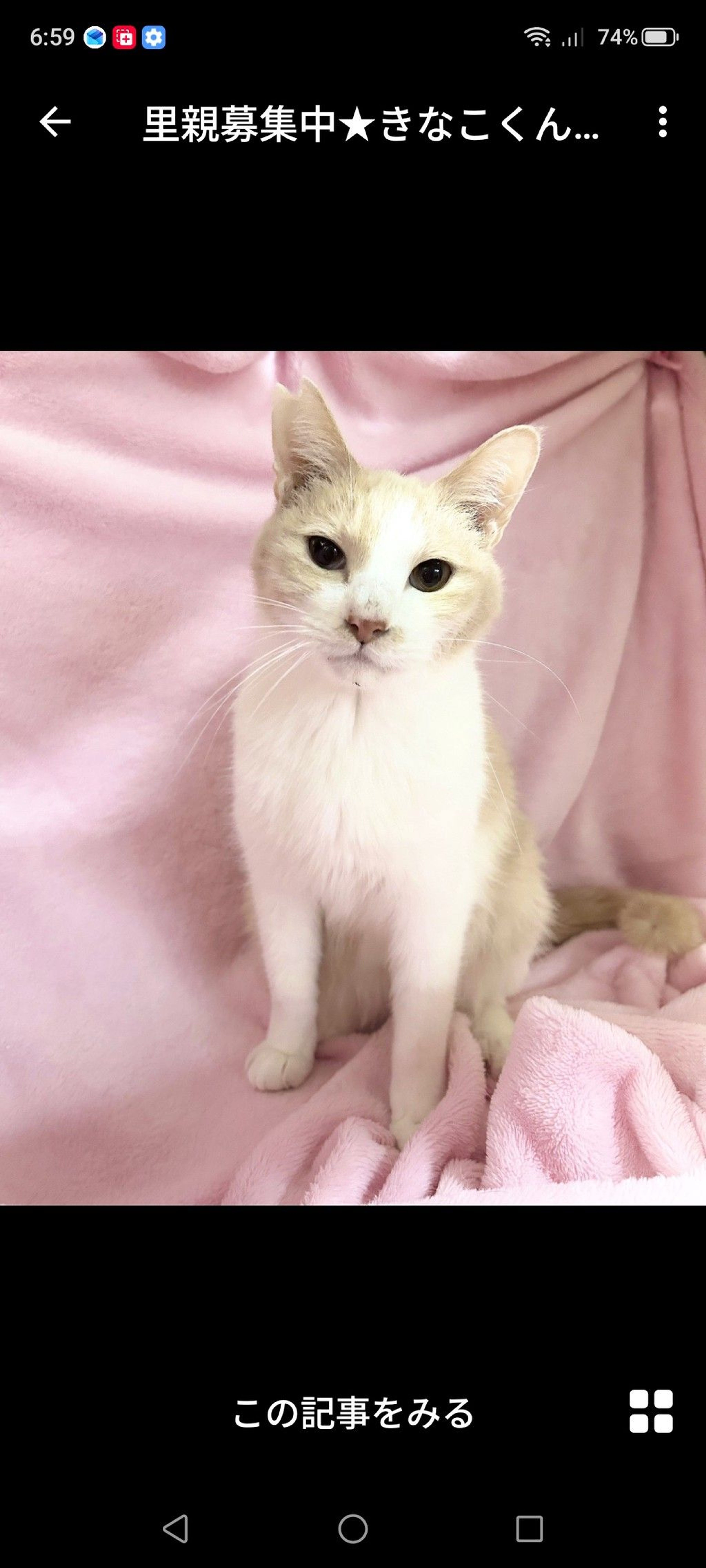 雑種（ミックス猫）・オスの里親募集の写真