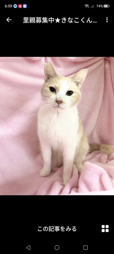 雑種（ミックス猫）・オスの里親募集の写真