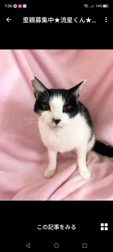 雑種（ミックス猫）・オスの里親募集の写真