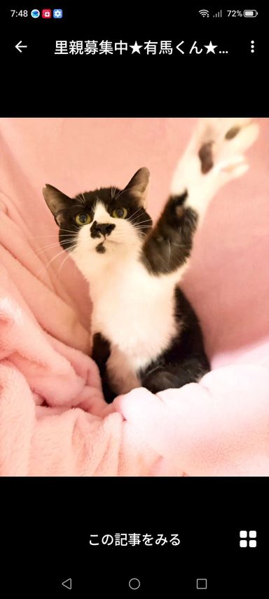 雑種（ミックス猫）・オスの里親募集の写真