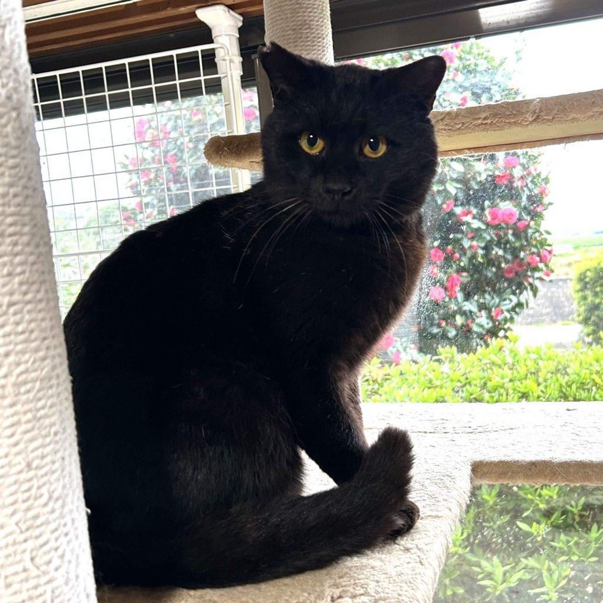 雑種（ミックス猫）・オスの里親募集の写真