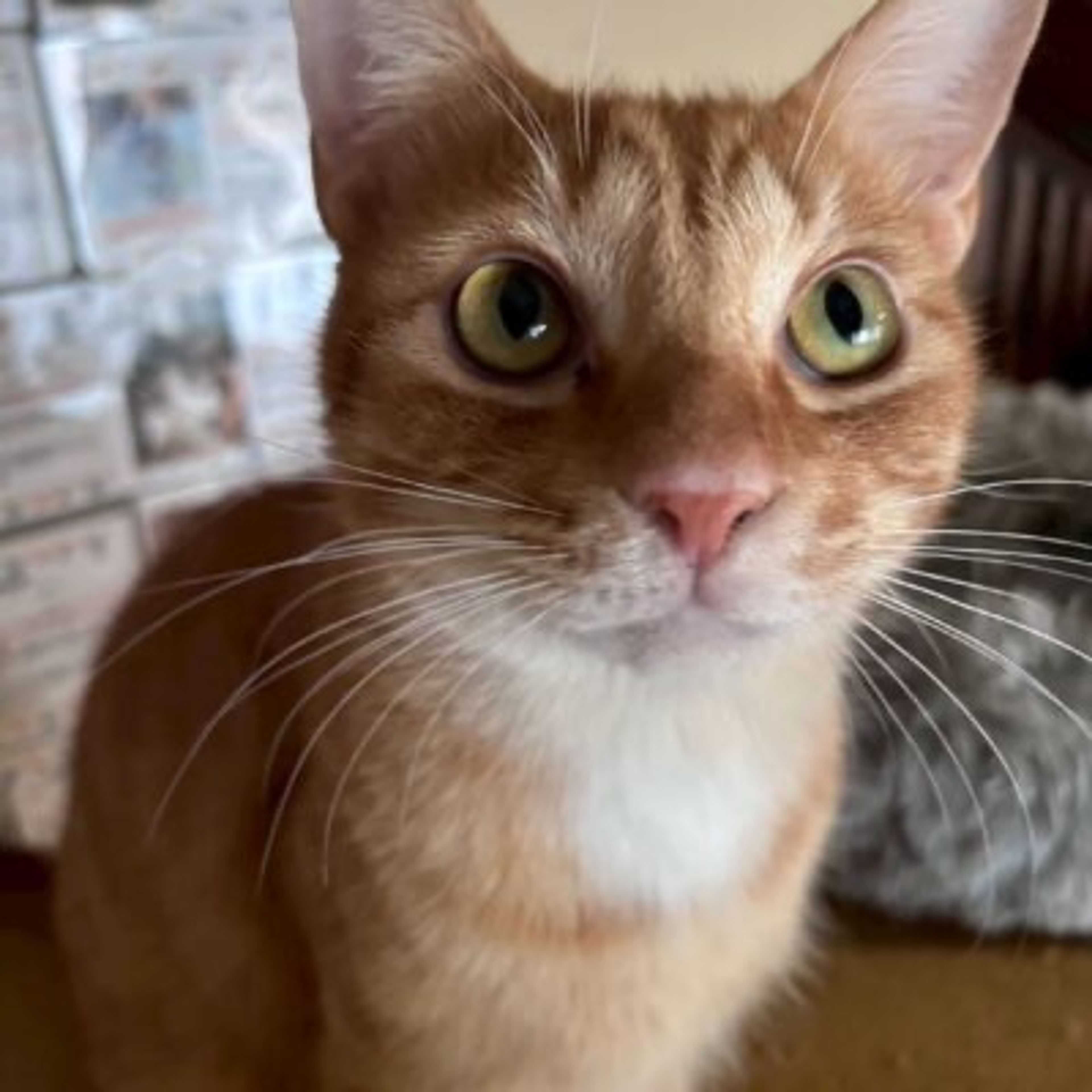 雑種（ミックス猫）・オスの里親募集の写真