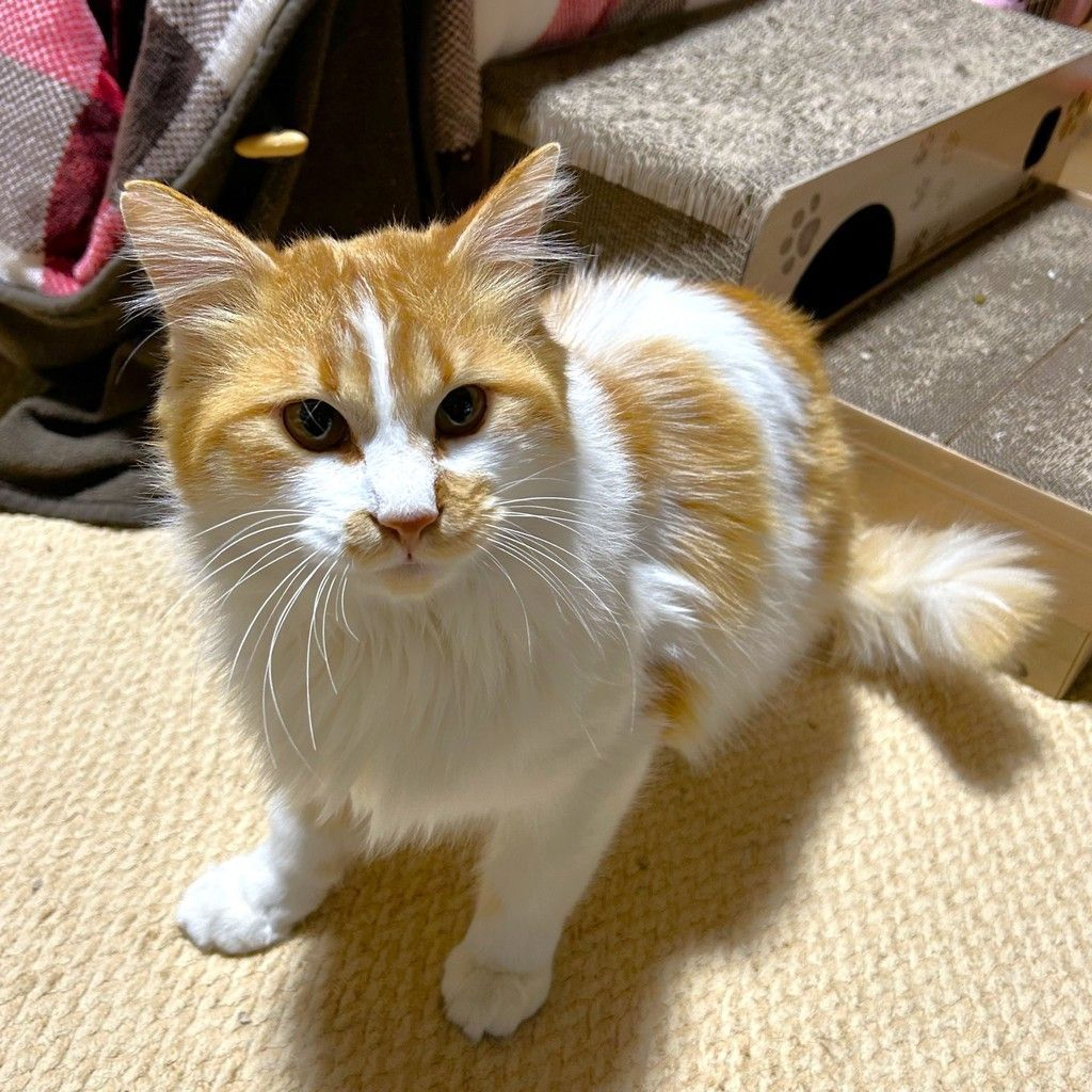 雑種（ミックス猫）・オスの里親募集の写真