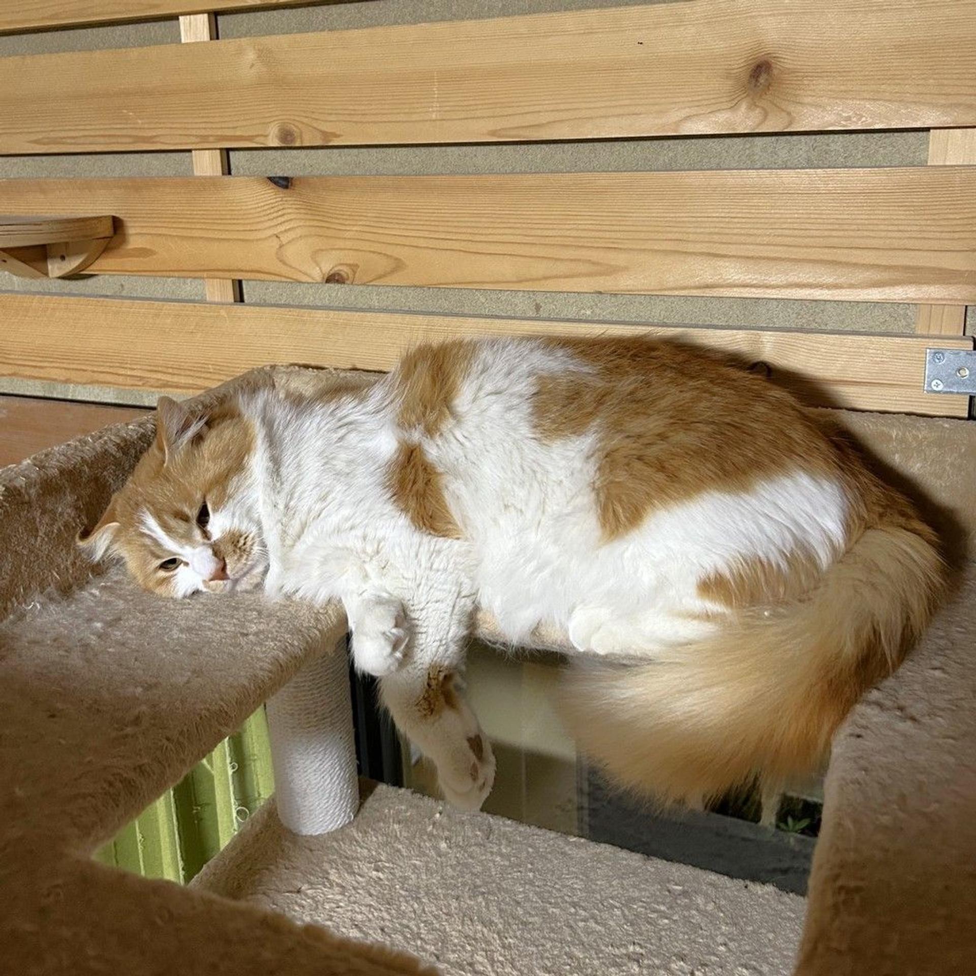 pet-image-3