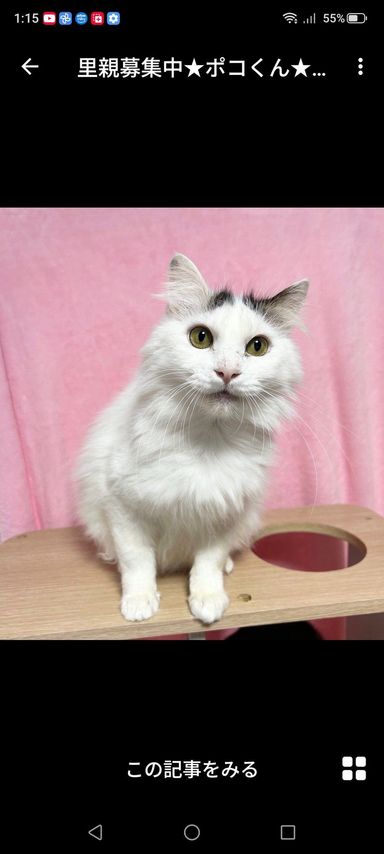 雑種（ミックス猫）・オスの里親募集の写真