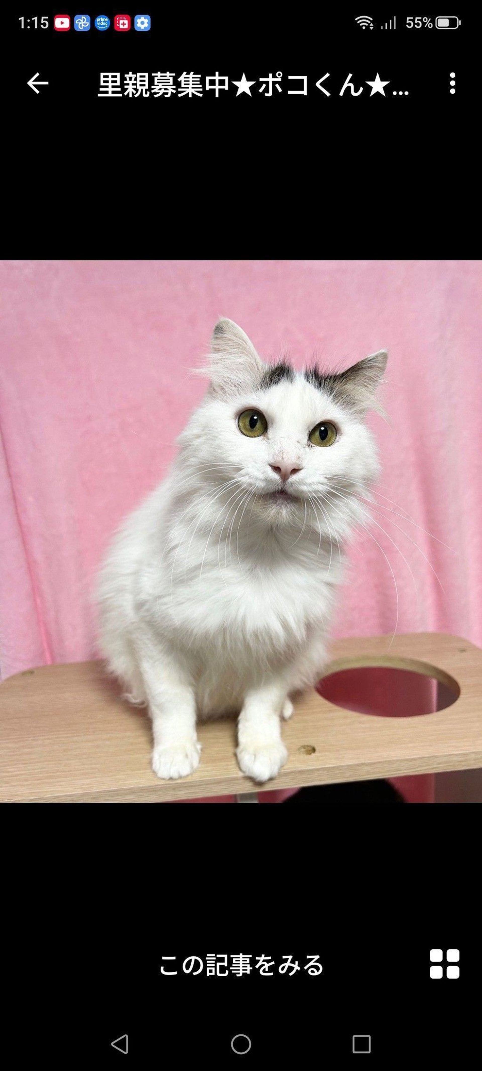 雑種（ミックス猫）・オスの里親募集の写真