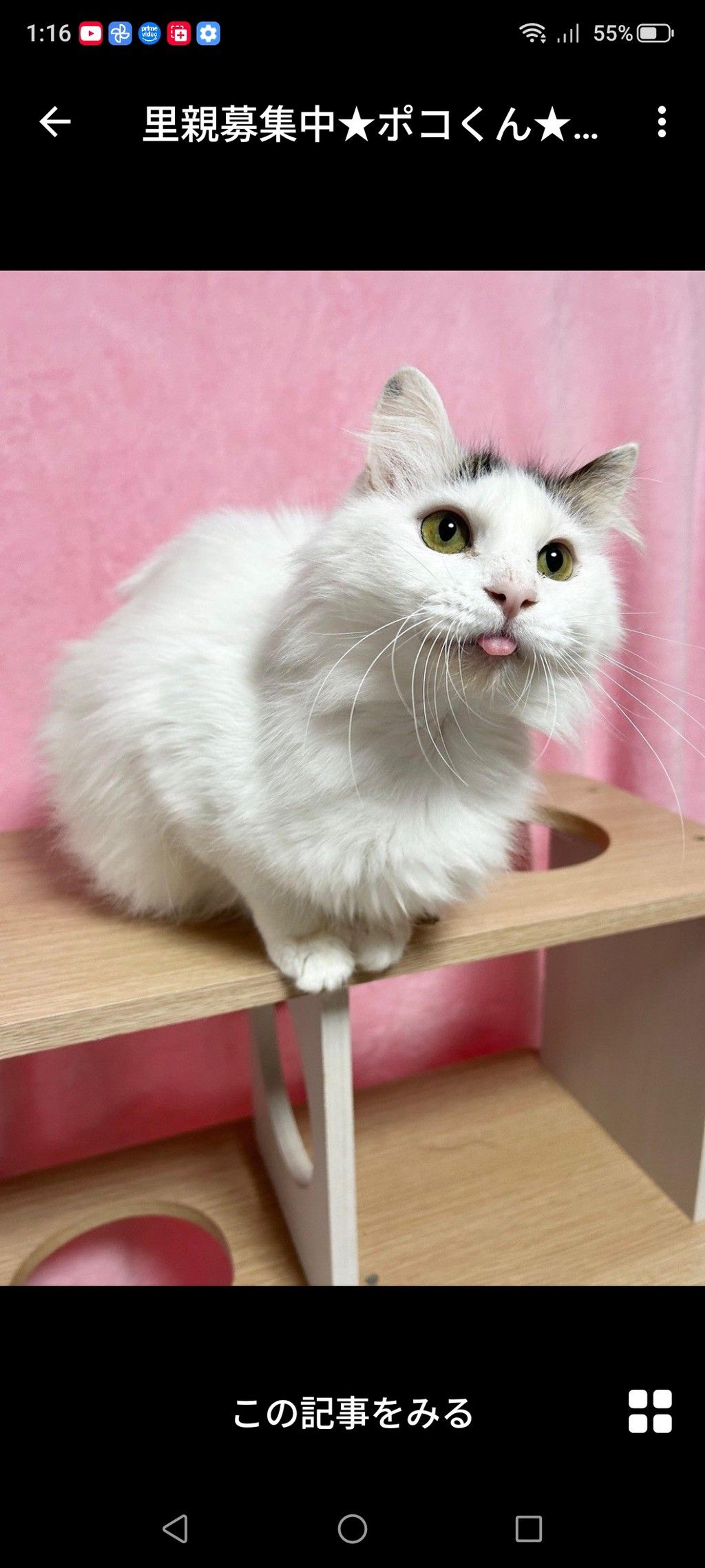 pet-image-3