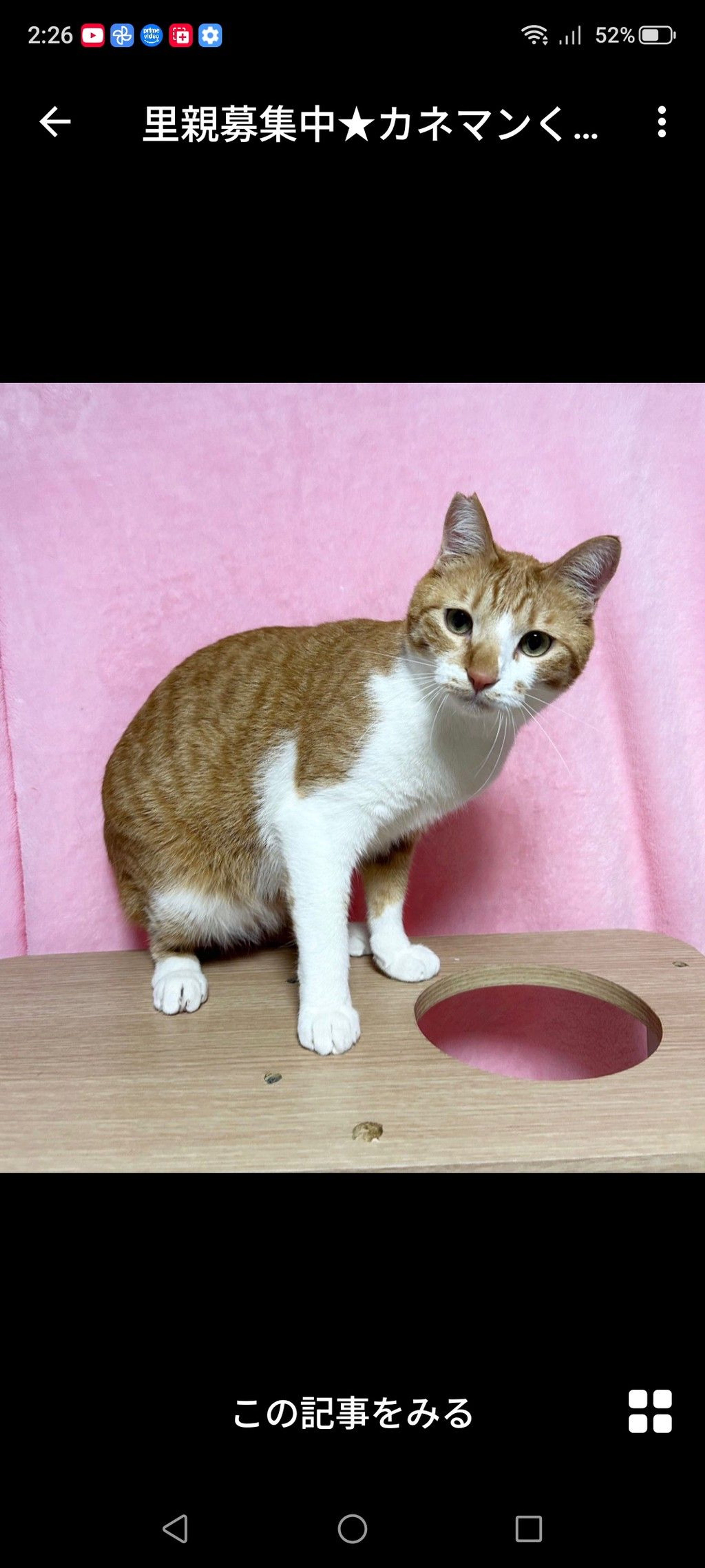 雑種（ミックス猫）・オスの里親募集の写真