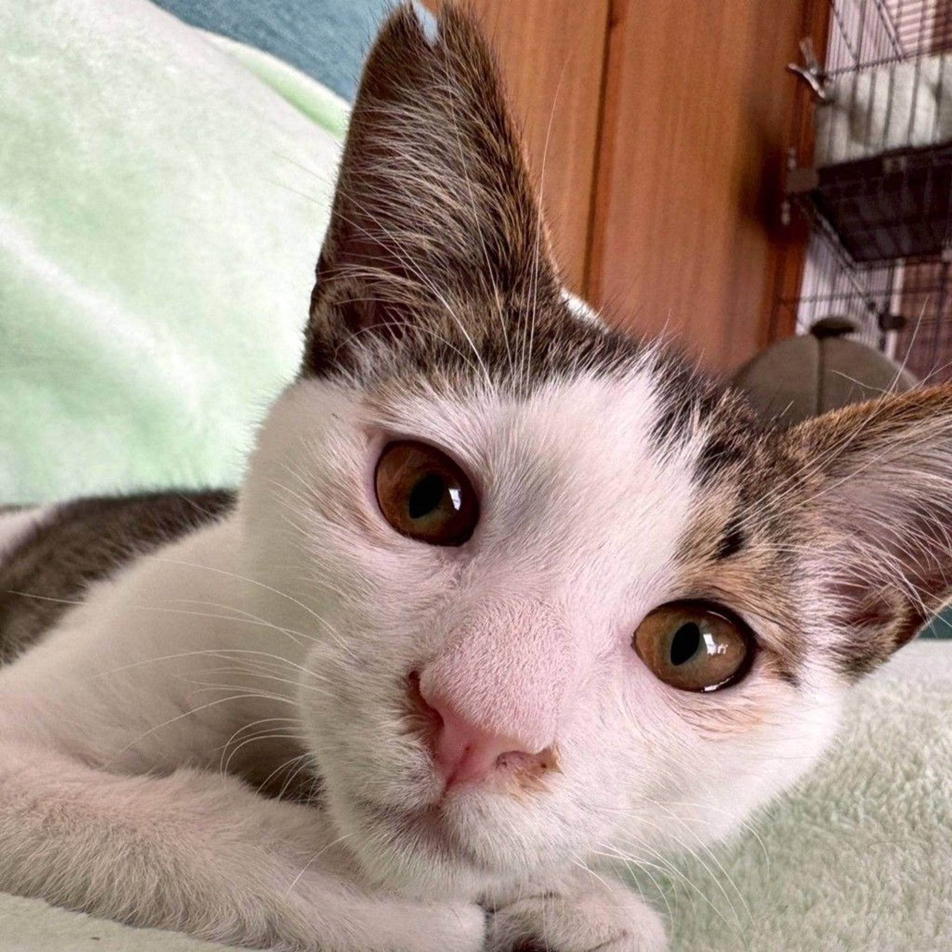 雑種（ミックス猫）・オスの里親募集の写真