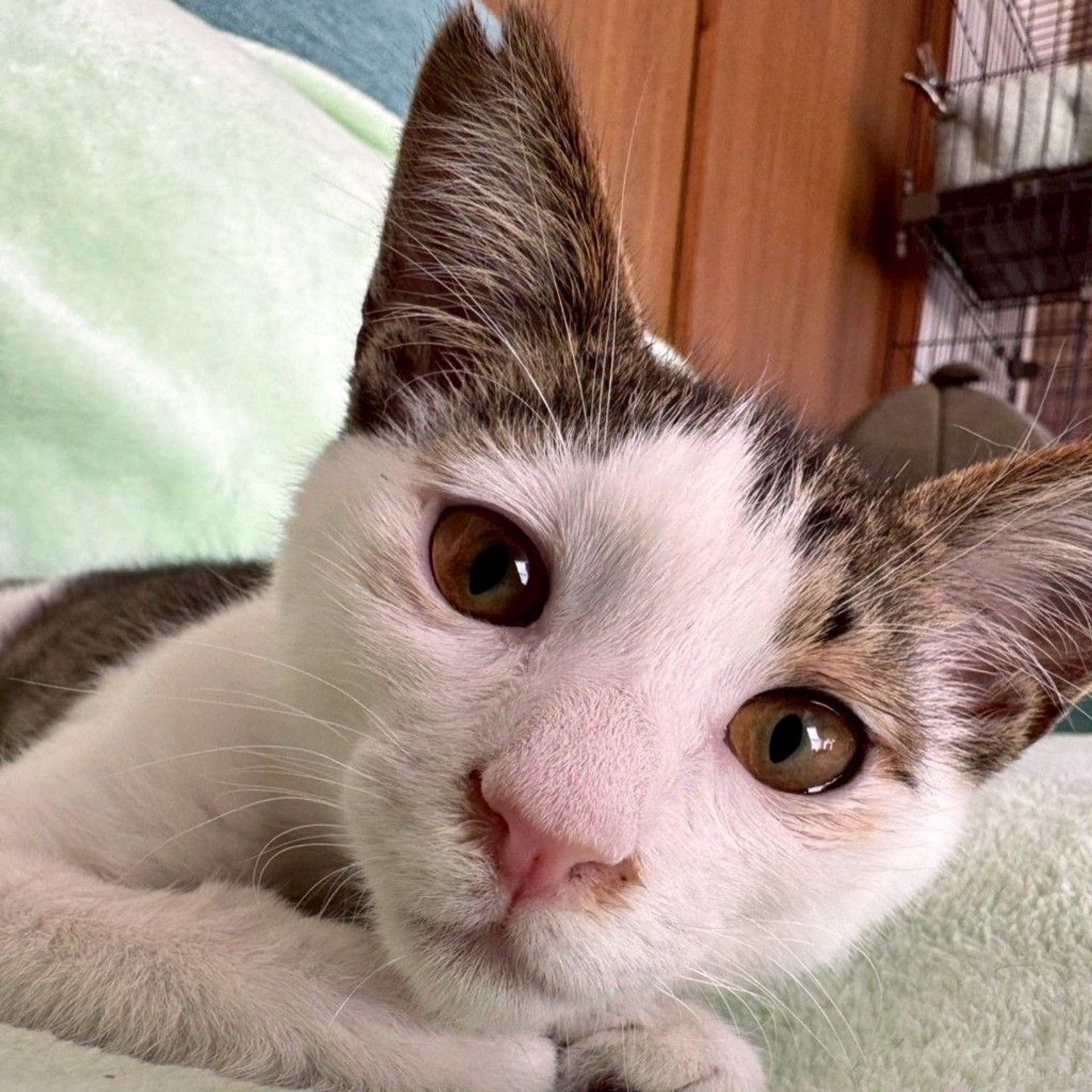 雑種（ミックス猫）・オスの里親募集の写真