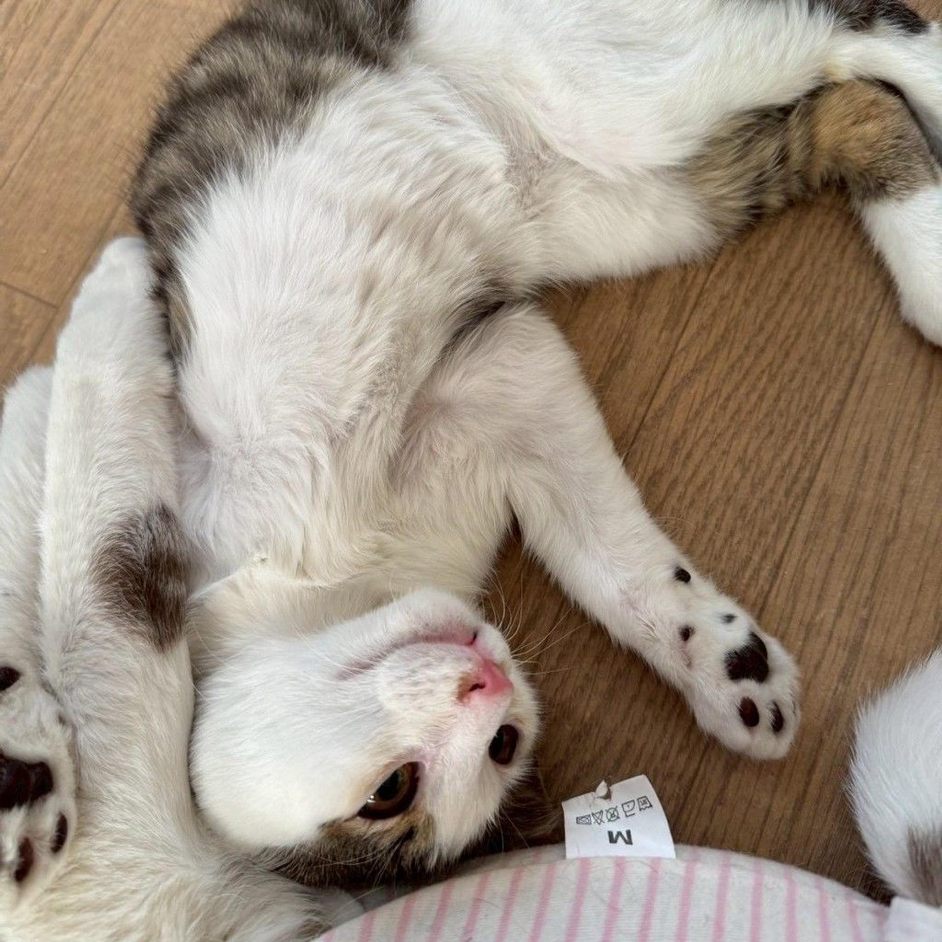 pet-image-2