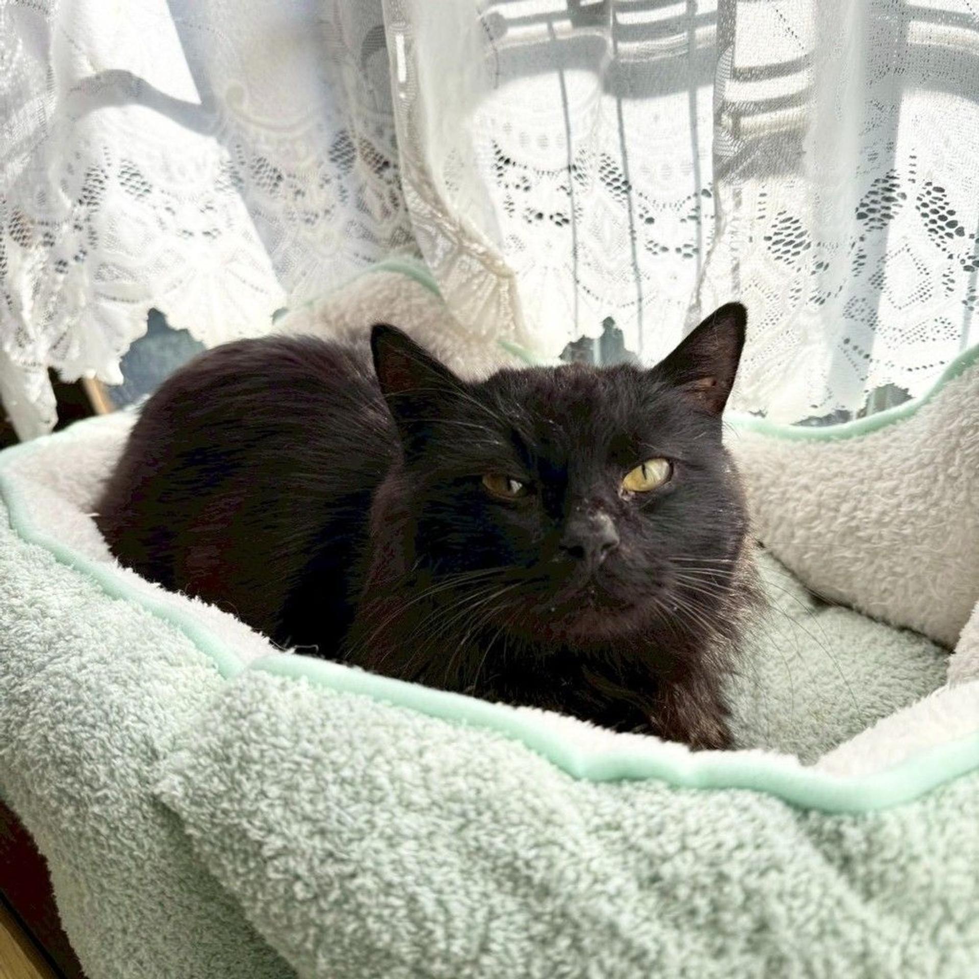 pet-image-2